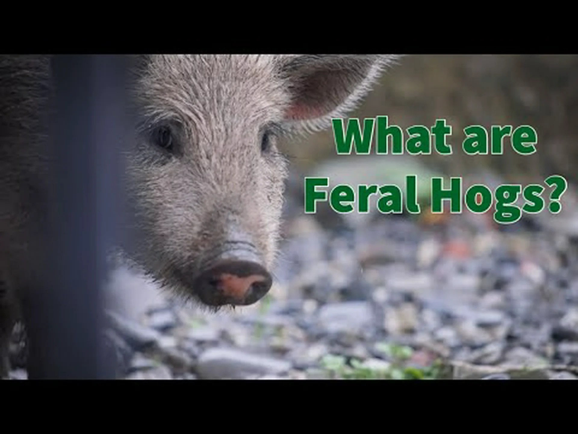 ニューヨーク州の野生豚: 彼らはどこに住んでいて、危険ですか? ニューヨーク州の野生豚: 彼らはどこに住んでいて、危険ですか?