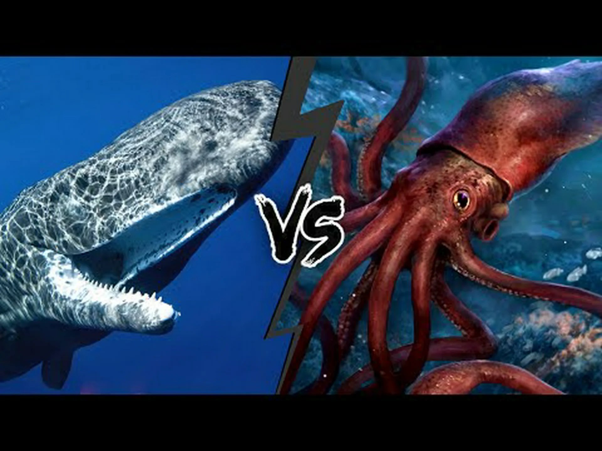 マッコウクジラ vs ダイオウイカ: 戦ったらどちらが勝ちますか? マッコウクジラ vs ダイオウイカ: 戦ったらどちらが勝ちますか?