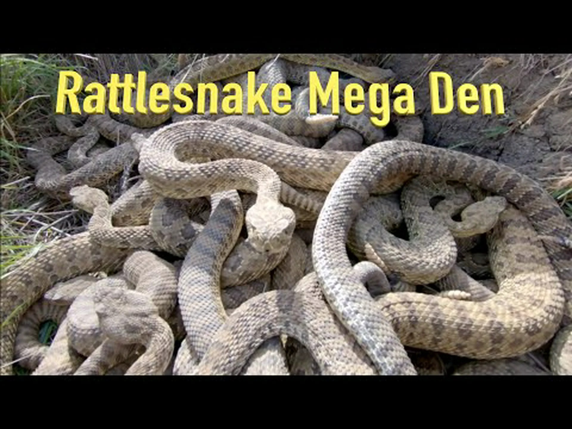 巨大なモンタナガラガラヘビの巣が悪夢をもたらす 巨大なモンタナガラガラヘビの巣が悪夢をもたらす