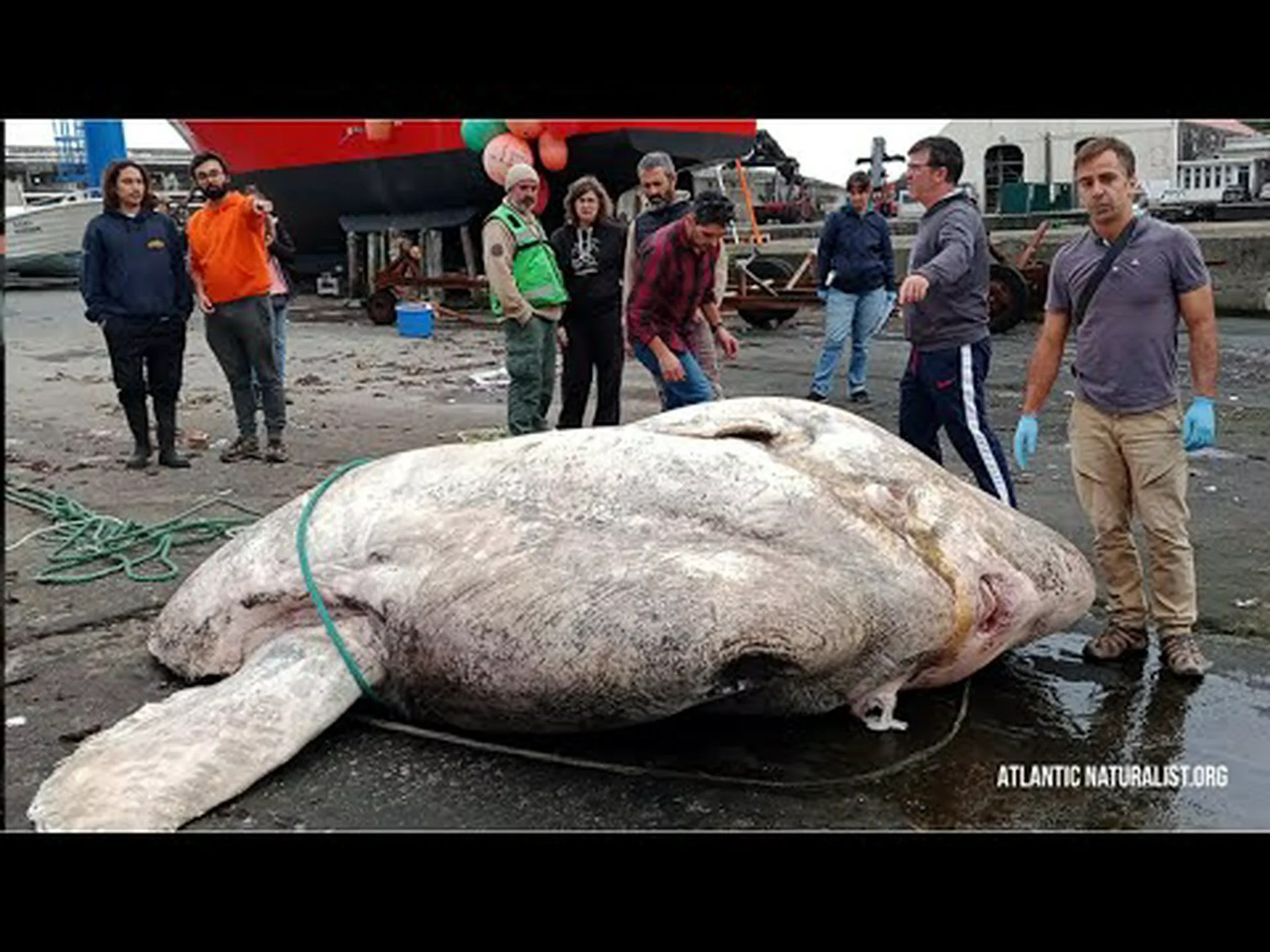 史上最大のマンボウを発見 史上最大のマンボウを発見