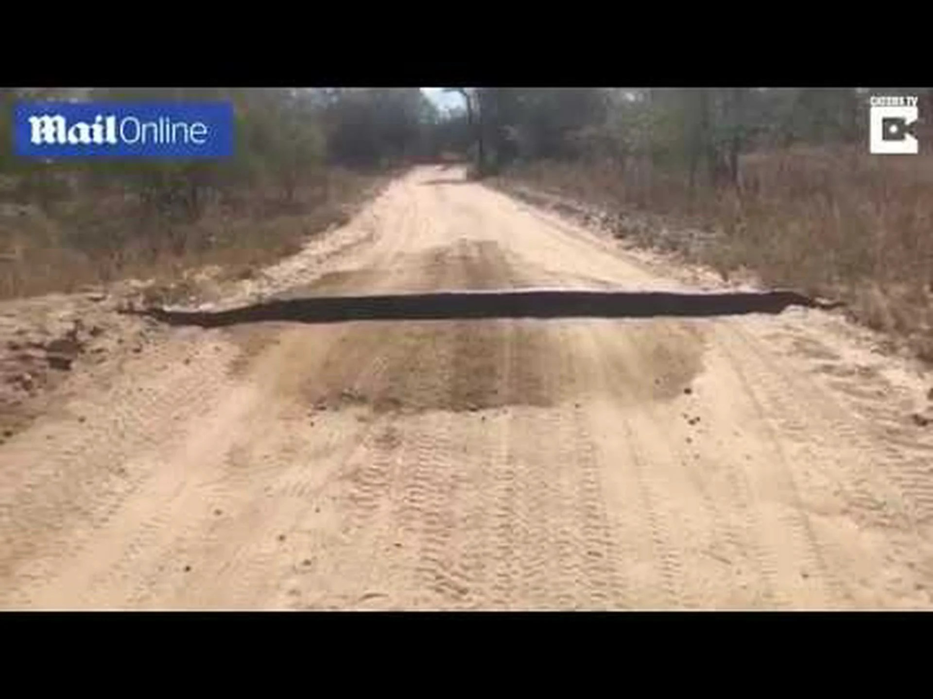 巨大なニシキヘビ、フロリダ州の高速道路のスピードバンプのように見える 巨大なニシキヘビ、フロリダ州の高速道路のスピードバンプのように見える