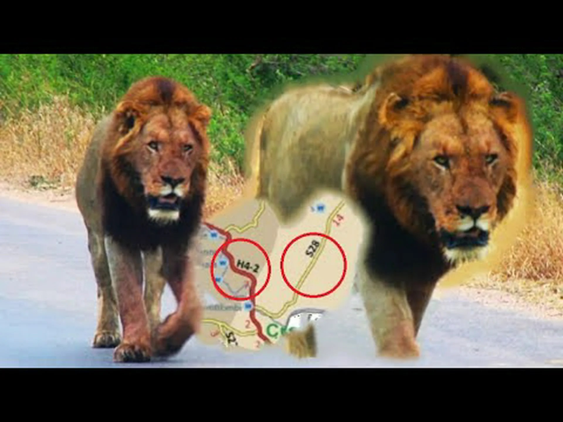 3頭の雄ライオンが全力を尽くす壮大な縄張り争いをご覧ください 3頭の雄ライオンが全力を尽くす壮大な縄張り争いをご覧ください