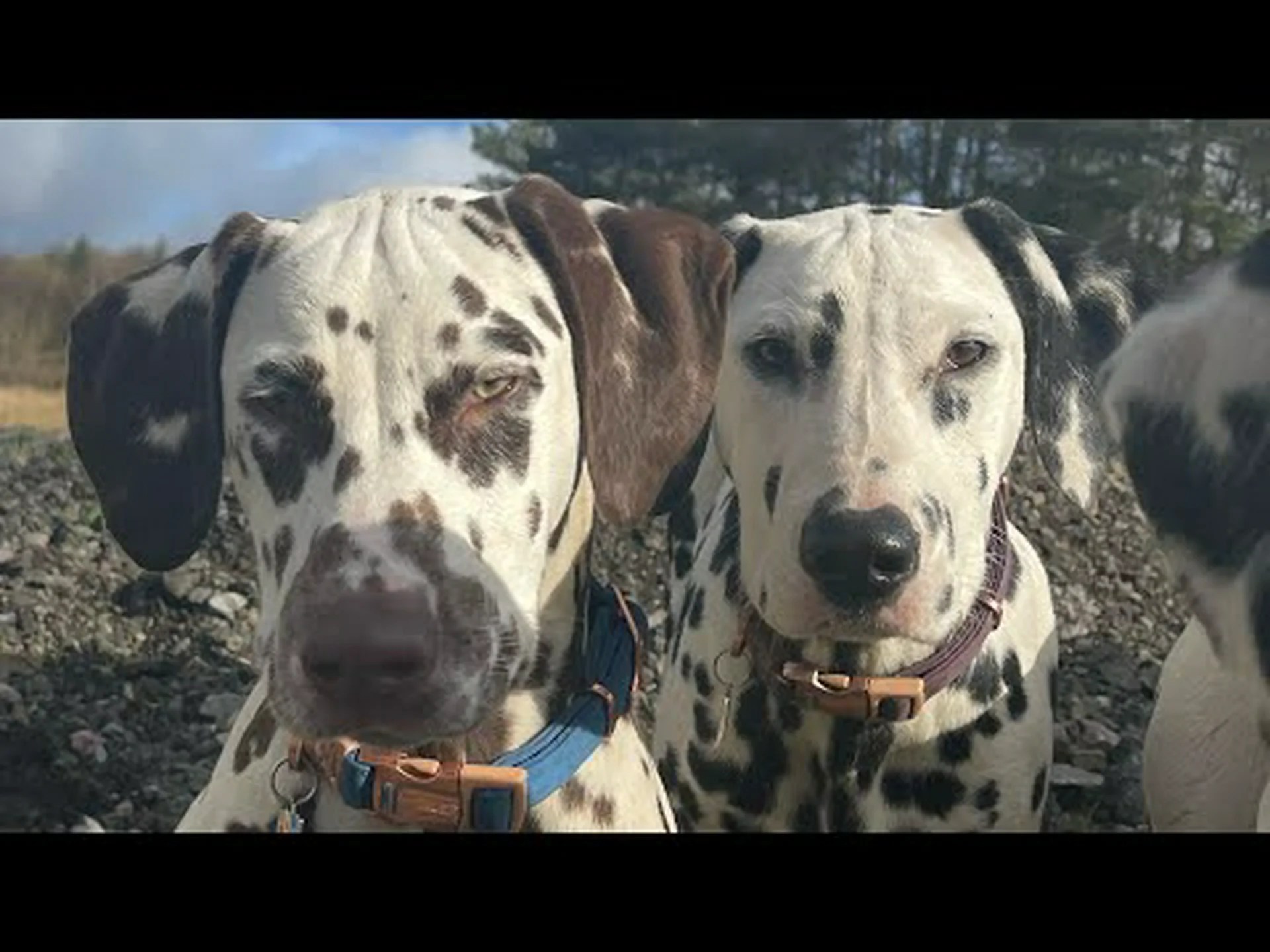 肝臓ダルメシアン:すべての説明 肝臓ダルメシアン:すべての説明