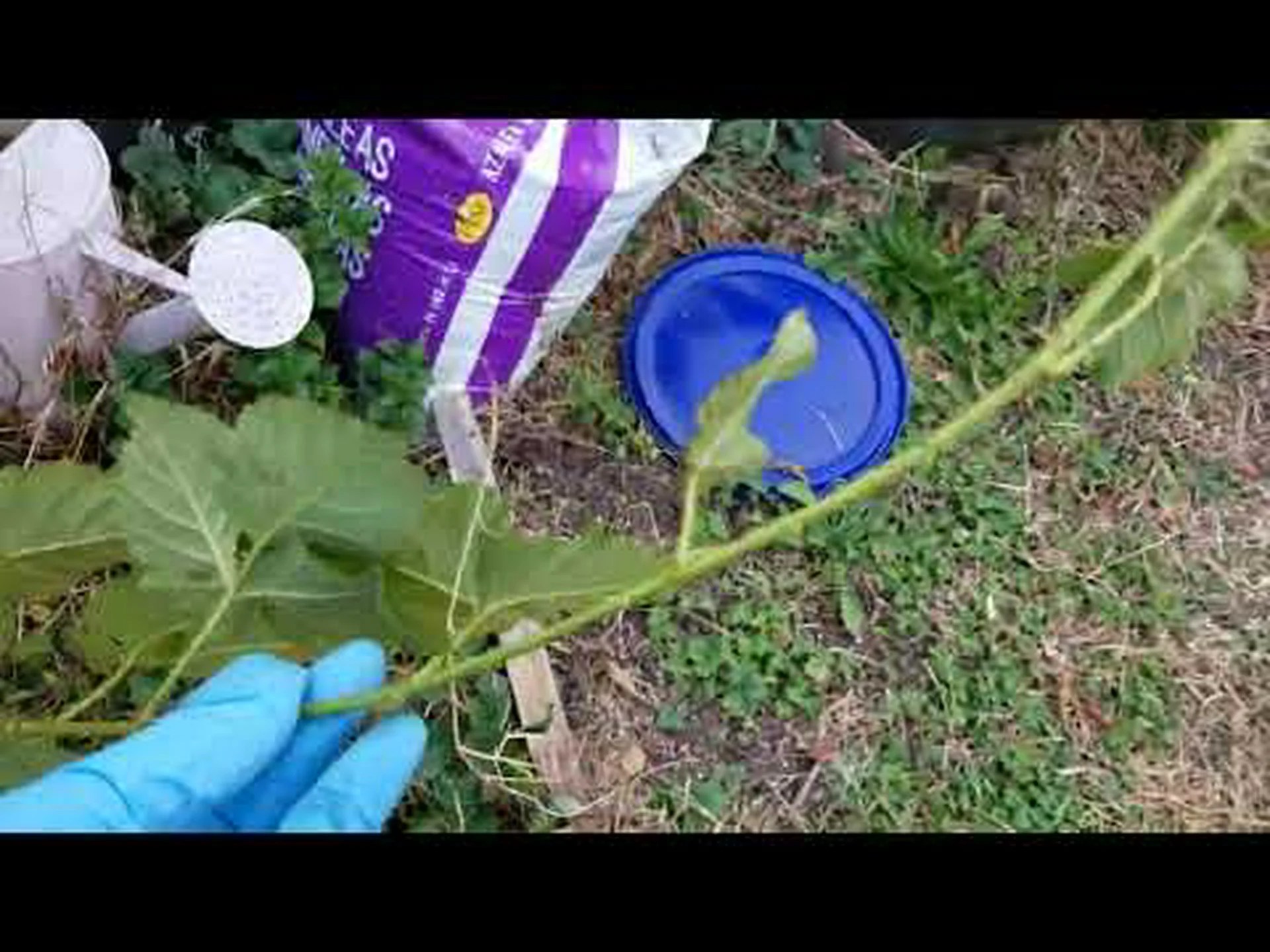 ボイセンベリーとブラックベリー: 違いはありますか? ボイセンベリーとブラックベリー: 違いはありますか?