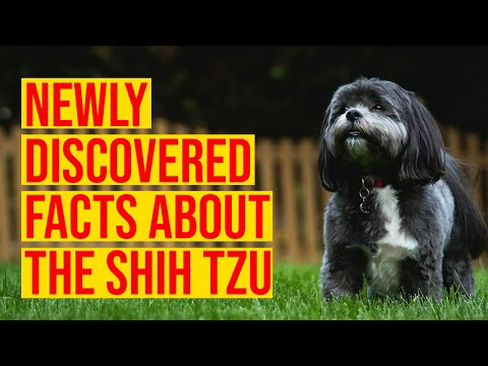 シーズーの驚くべき10の事実 シーズーの驚くべき10の事実