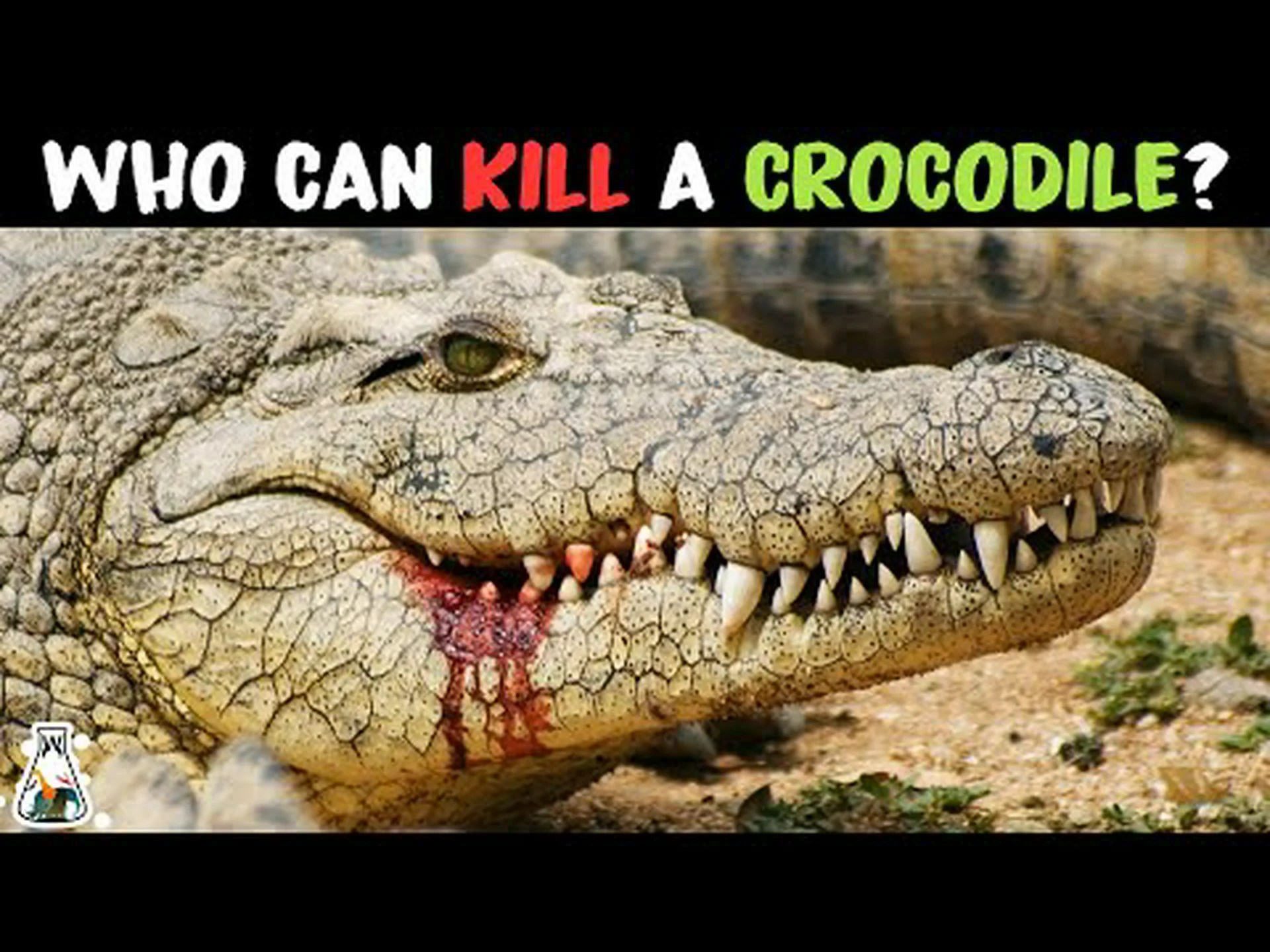 丸腰の人間がワニに勝てるでしょうか? 丸腰の人間がワニに勝てるでしょうか?