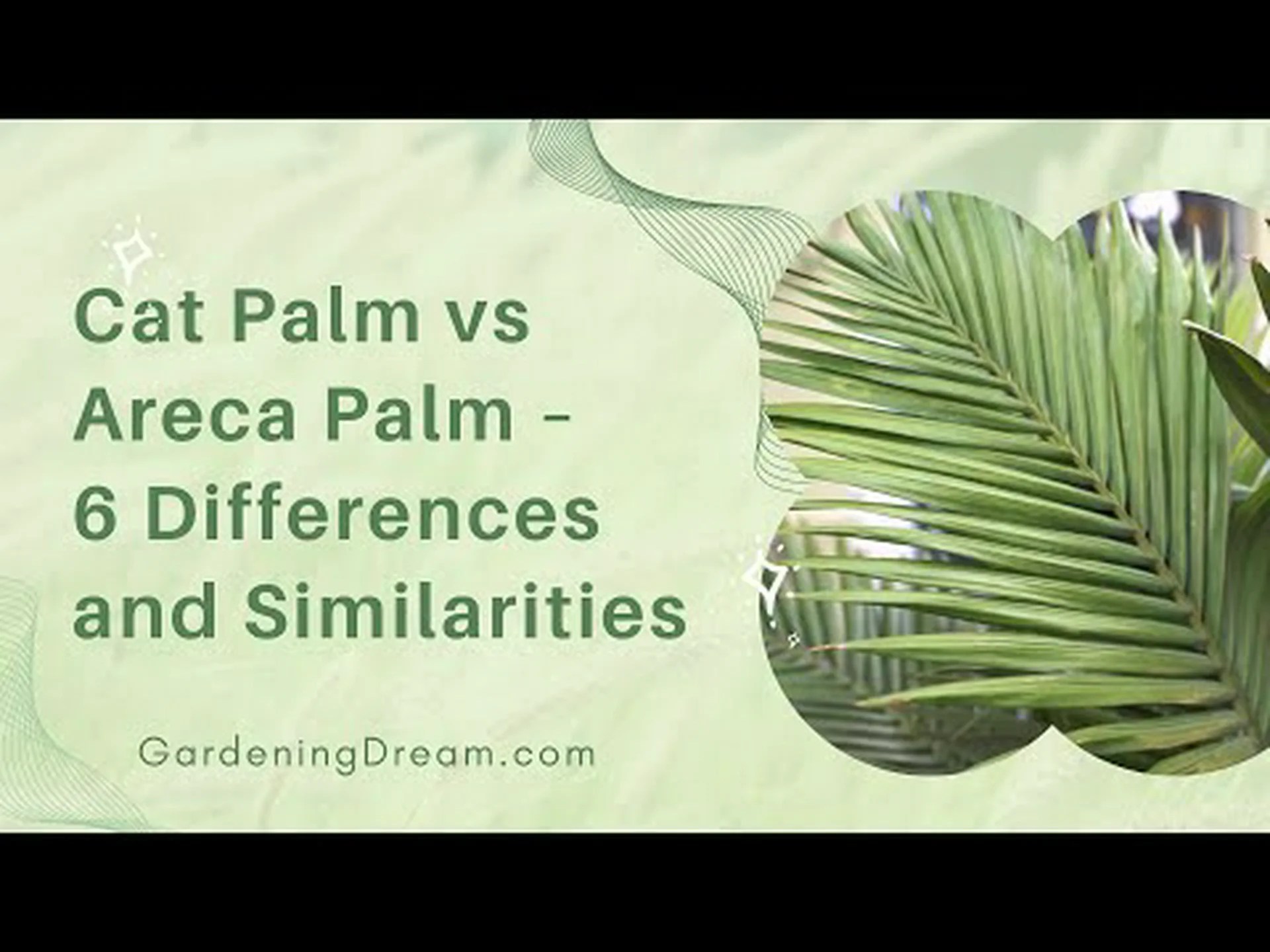 アレカ パームとマジェスティ パーム: 違いは何ですか? アレカ パームとマジェスティ パーム: 違いは何ですか?