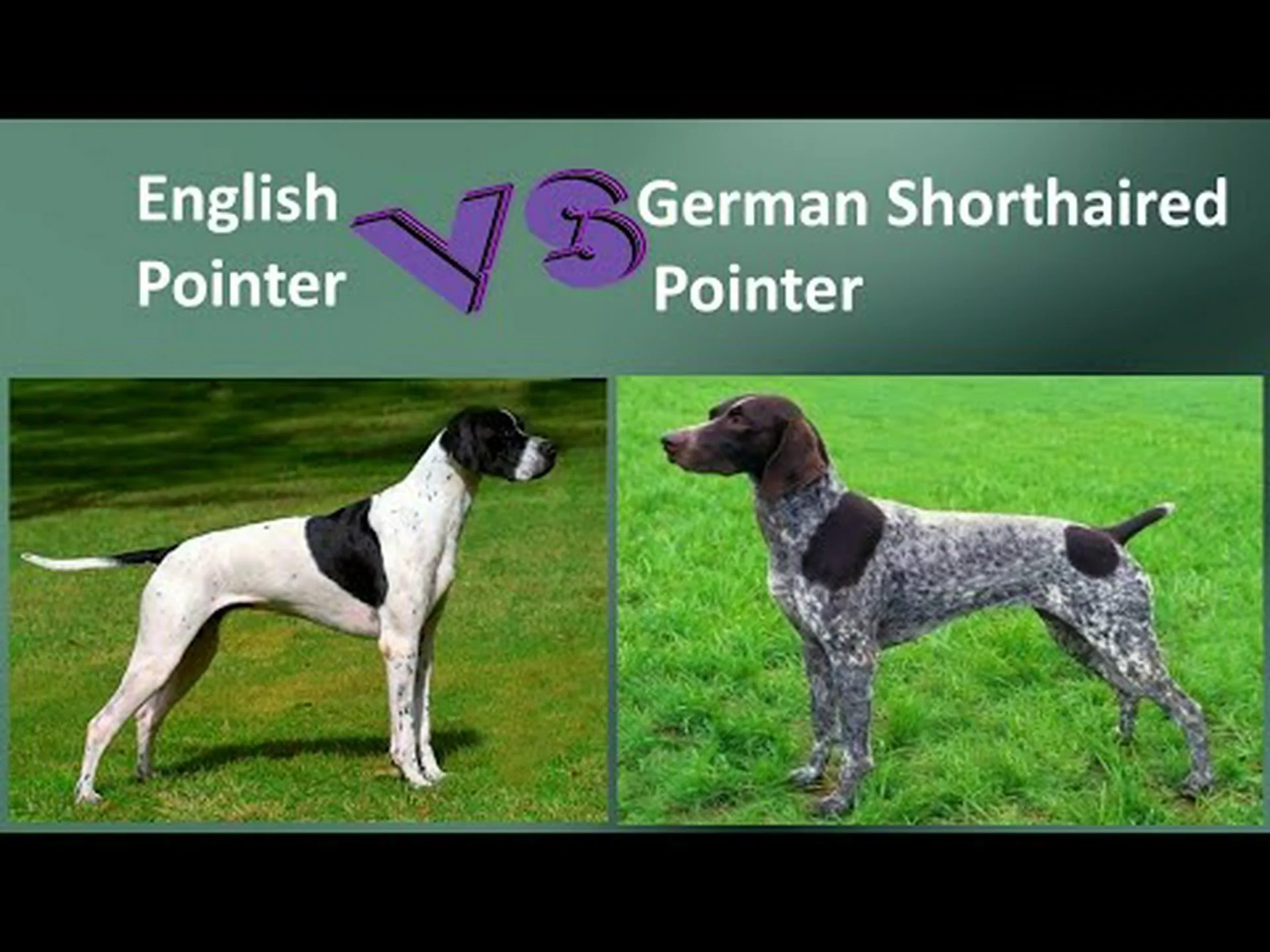 イングリッシュポインターとジャーマンショートヘアードポインター: 違いは何ですか? イングリッシュポインターとジャーマンショートヘアードポインター: 違いは何ですか?
