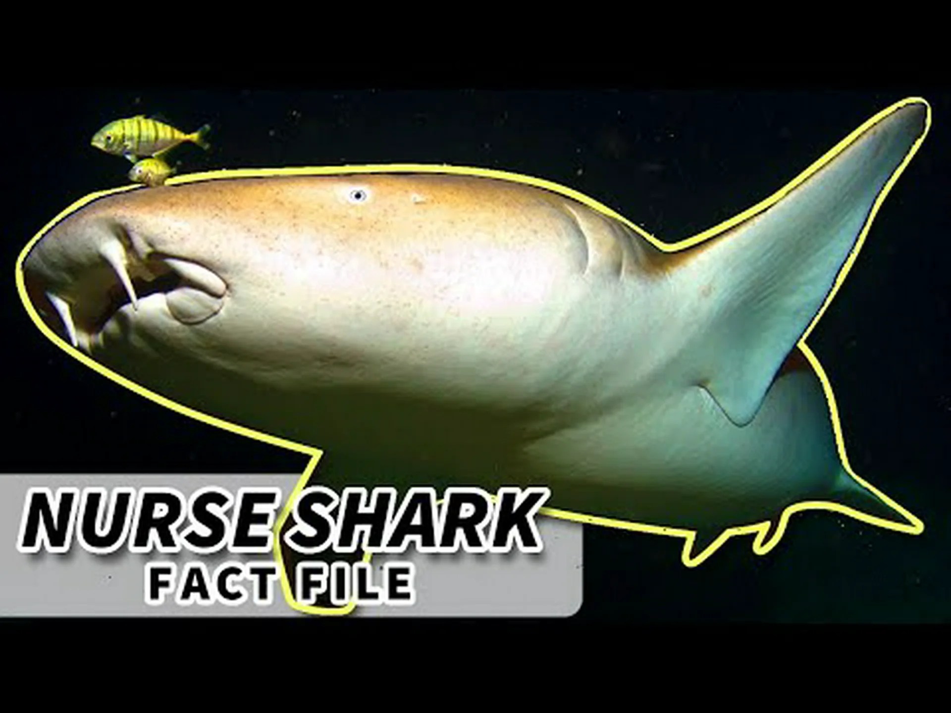 ナースシャークとハイイロナースシャーク: 主な違いの説明 ナースシャークとハイイロナースシャーク: 主な違いの説明