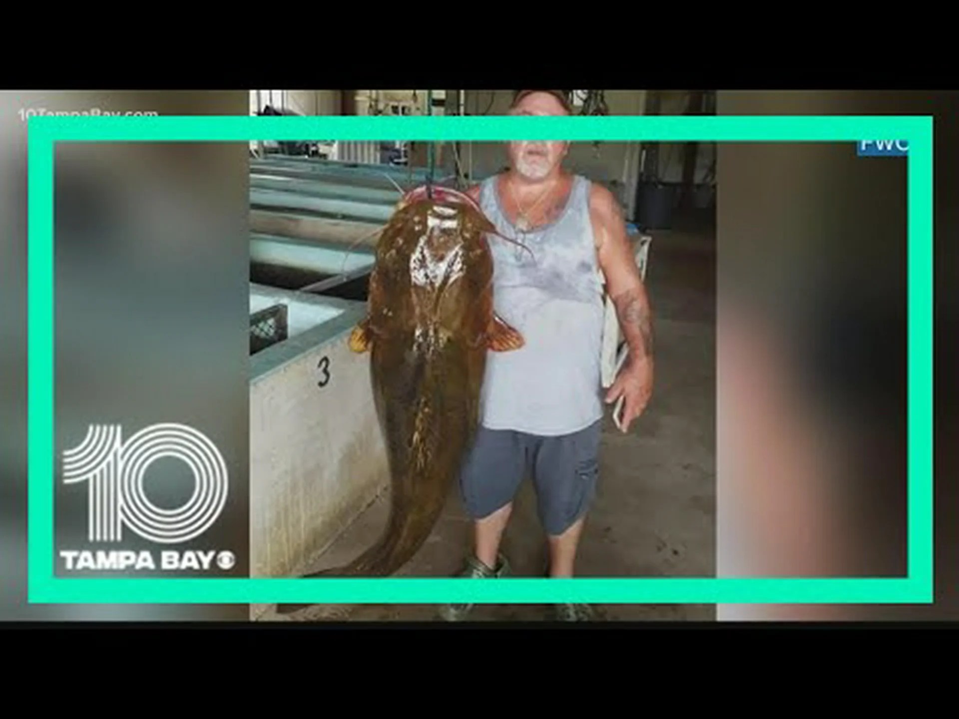 フロリダで史上最大のコチナマズを発見 フロリダで史上最大のコチナマズを発見