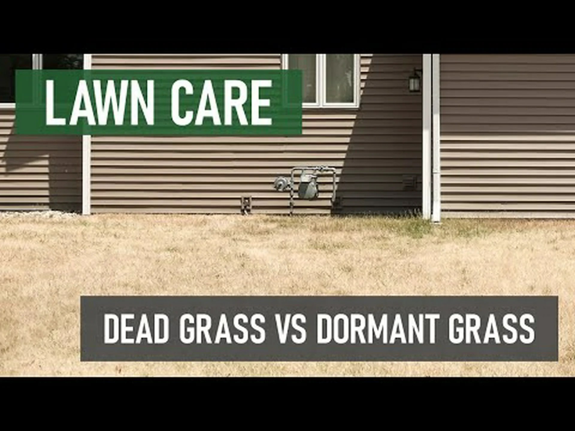 休眠中の草と枯れた草: 違いを見分ける 3 つの方法 休眠中の草と枯れた草: 違いを見分ける 3 つの方法