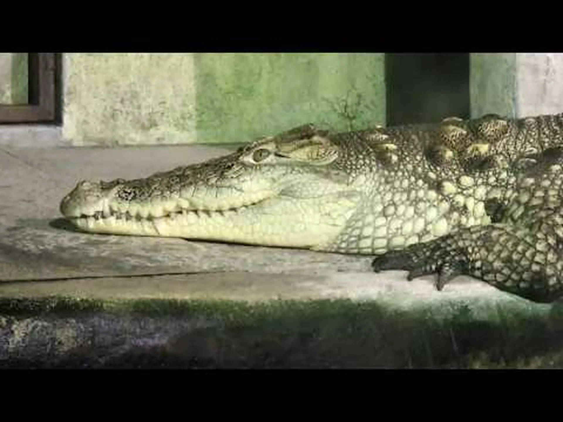 パリの下水道で見つかったワニの信じられない物語をご覧ください パリの下水道で見つかったワニの信じられない物語をご覧ください