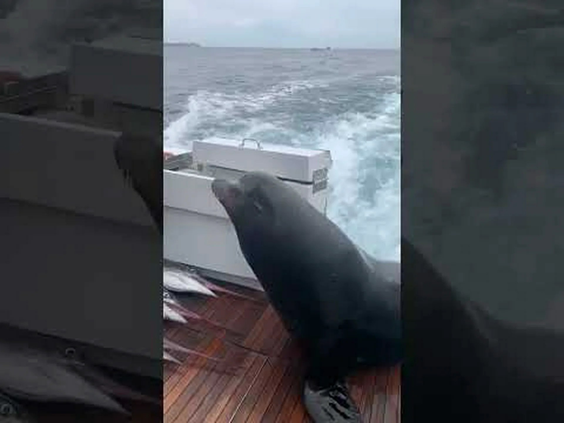 恐れ知らずのアシカがボートの後ろに飛び上がり、魚に手で餌を与える様子を観察する 恐れ知らずのアシカがボートの後ろに飛び上がり、魚に手で餌を与える様子を観察する
