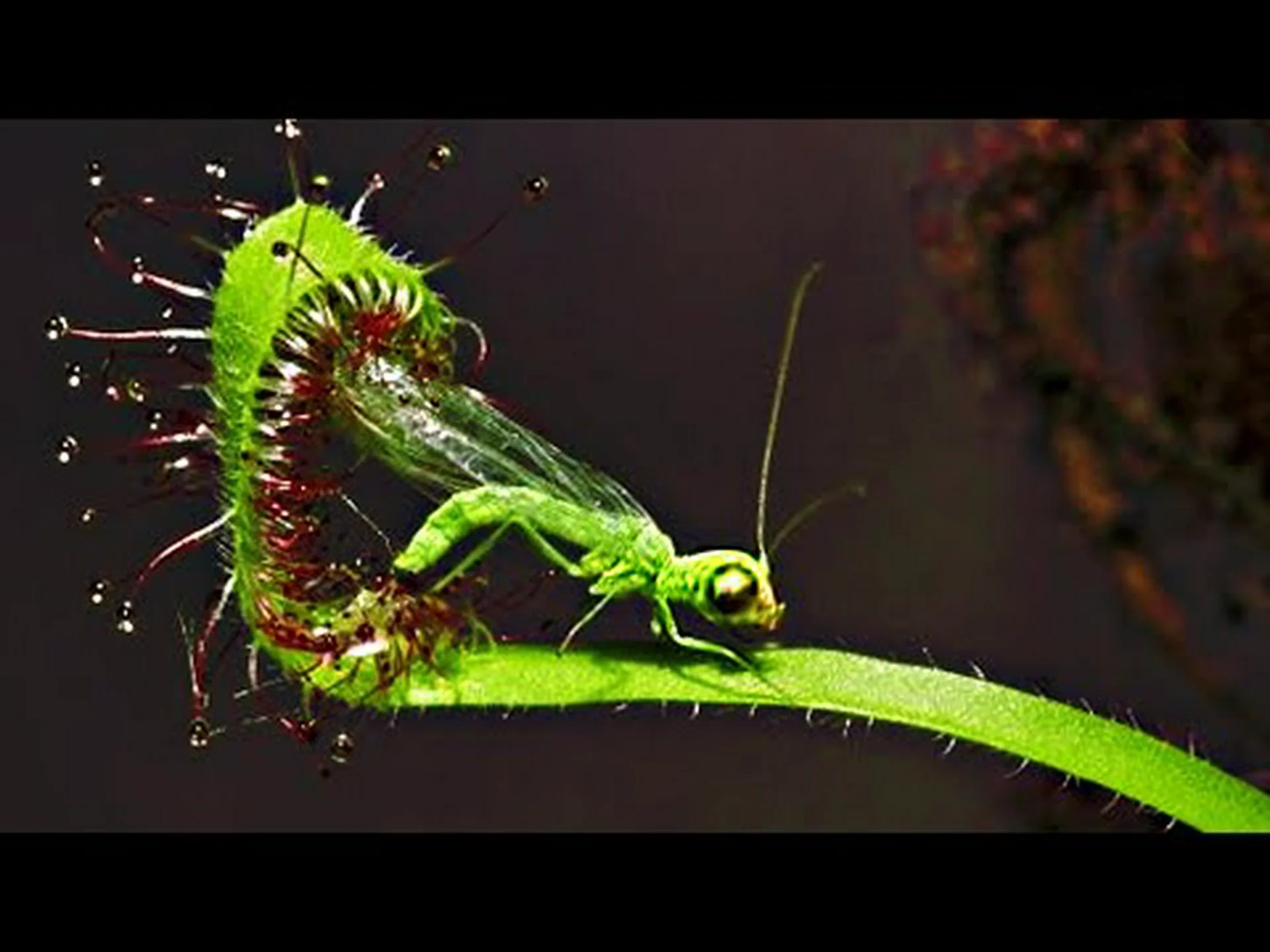 虫を食べる10の食虫植物を発見する 虫を食べる10の食虫植物を発見する