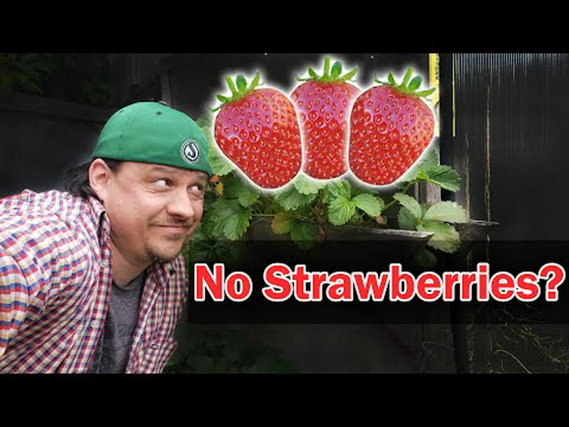 この夏イチゴが育たない最も考えられる13の理由 この夏イチゴが育たない最も考えられる13の理由