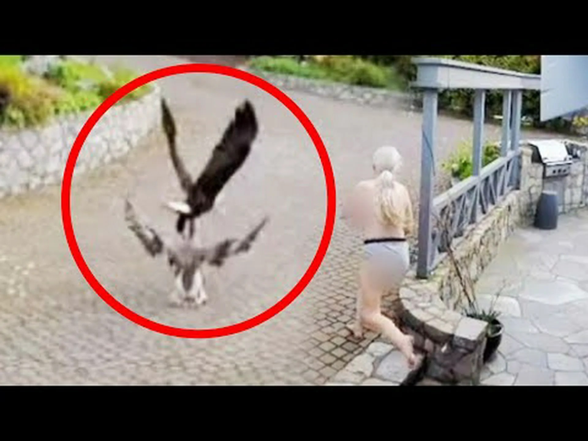 襲いかかる白頭ワシから勇敢に仲間を守る勇敢なガチョウの姿をご覧ください 襲いかかる白頭ワシから勇敢に仲間を守る勇敢なガチョウの姿をご覧ください