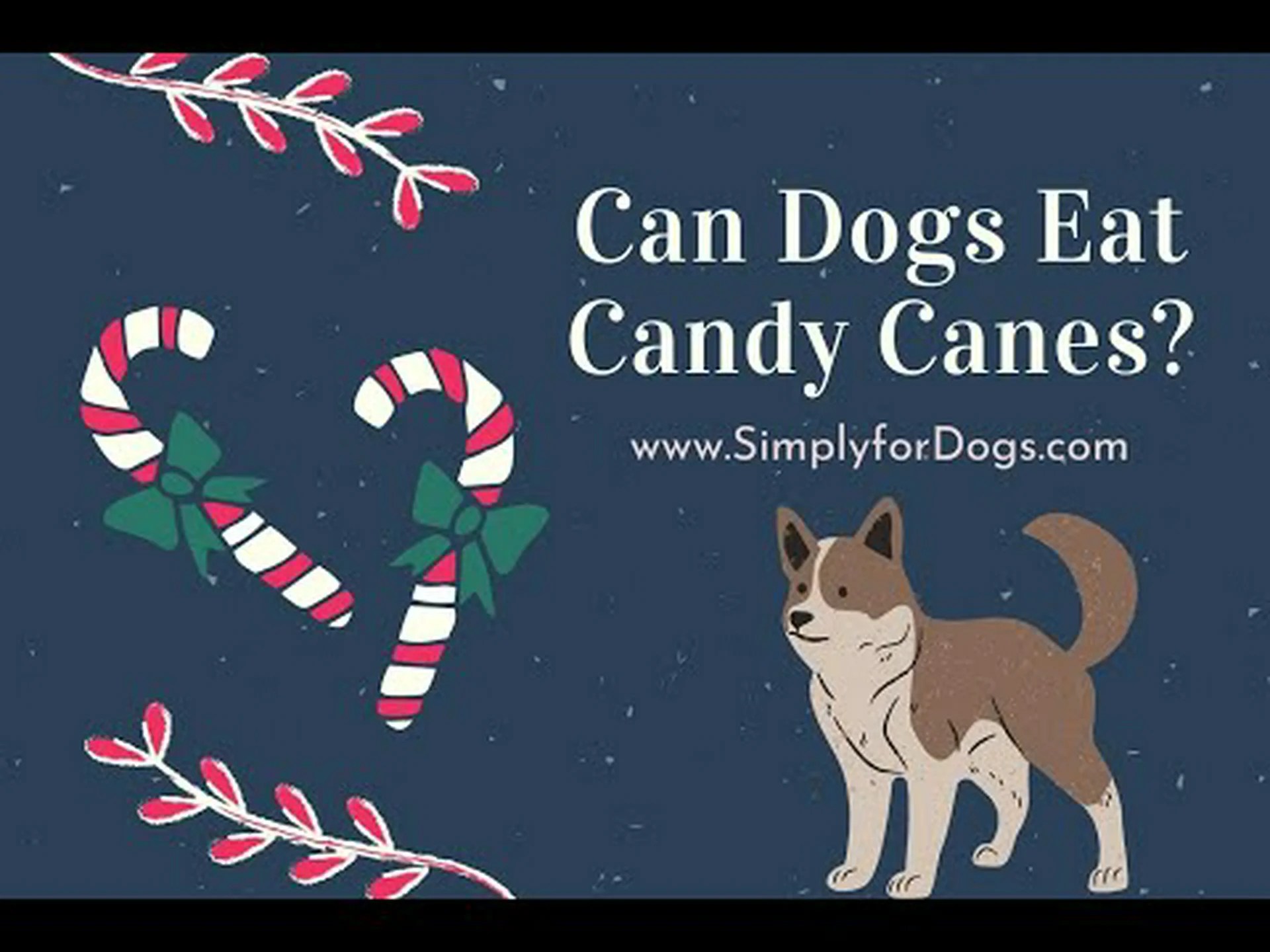 犬はキャンディケインを食べても大丈夫ですか? 犬はキャンディケインを食べても大丈夫ですか?