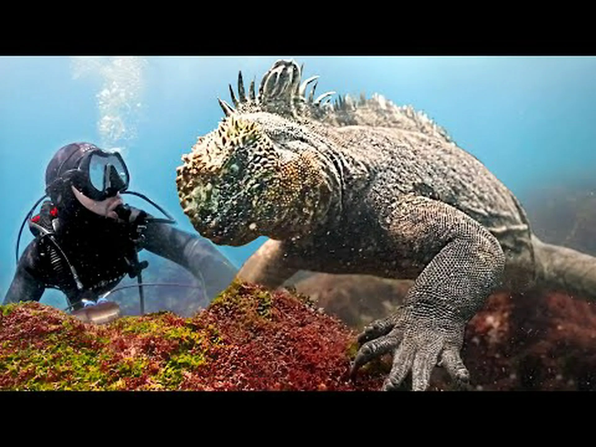 この海洋トカゲは恐ろしい海の怪物のように見えます この海洋トカゲは恐ろしい海の怪物のように見えます