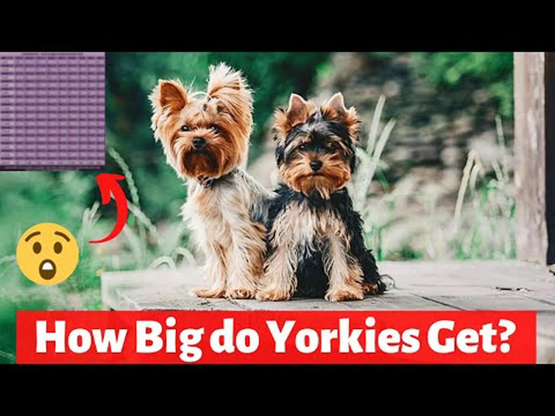 ヨークシャー テリアの成長: 成長チャート、マイルストーン、トレーニングのヒント ヨークシャー テリアの成長: 成長チャート、マイルストーン、トレーニングのヒント