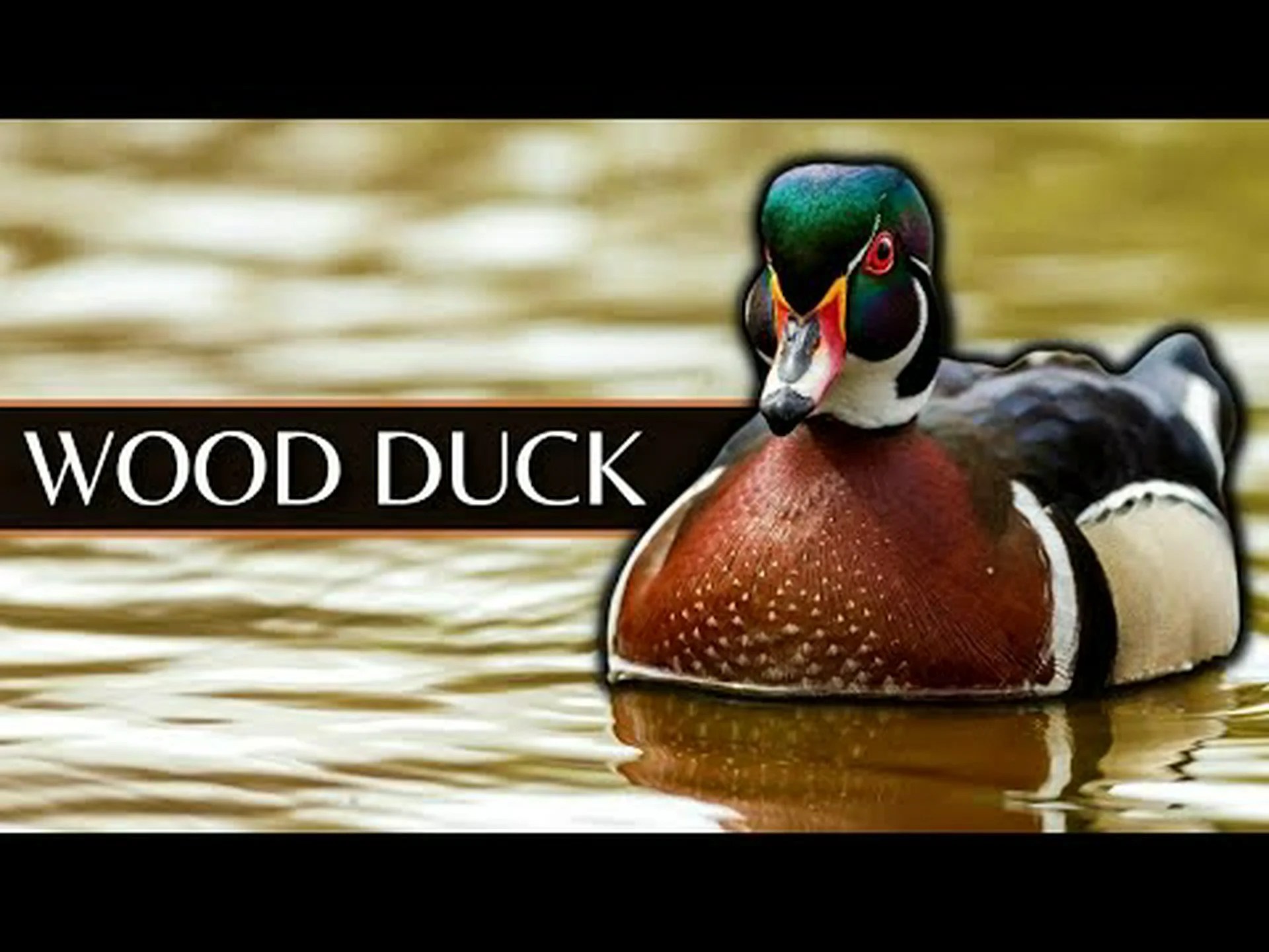 ウッドアヒルとマガモ: 違いは何ですか? ウッドアヒルとマガモ: 違いは何ですか?