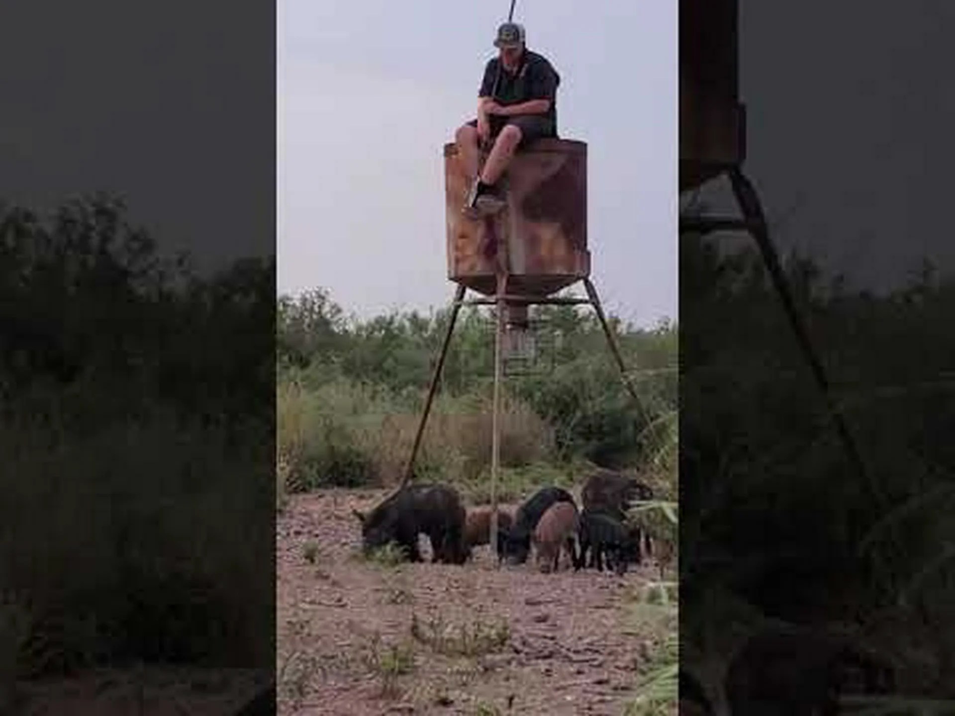 カリフォルニアのイノシシ: どこに住んでいて危険ですか? カリフォルニアのイノシシ: どこに住んでいて危険ですか?