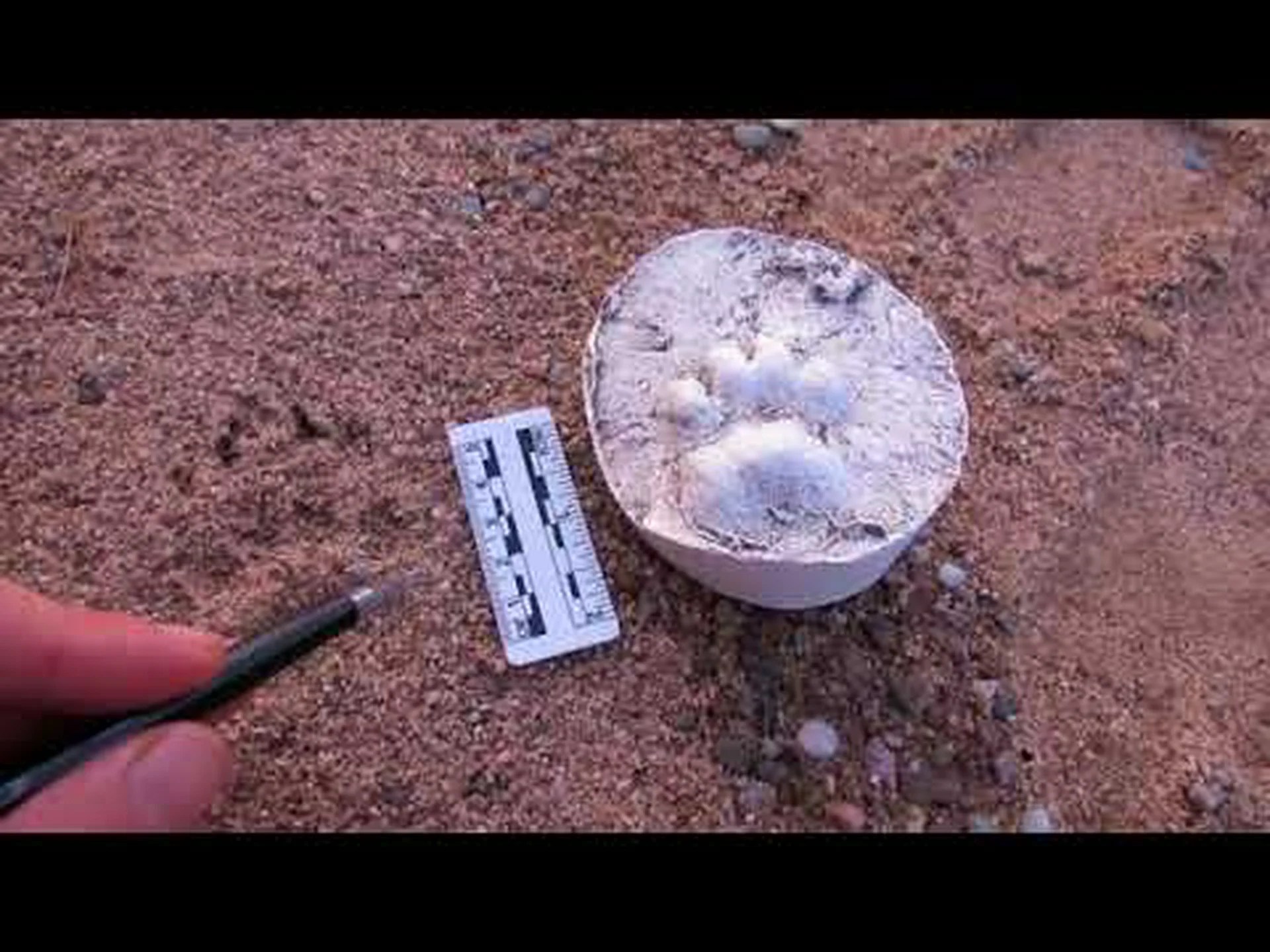 アナグマの足跡: 雪、泥などの識別ガイド アナグマの足跡: 雪、泥などの識別ガイド