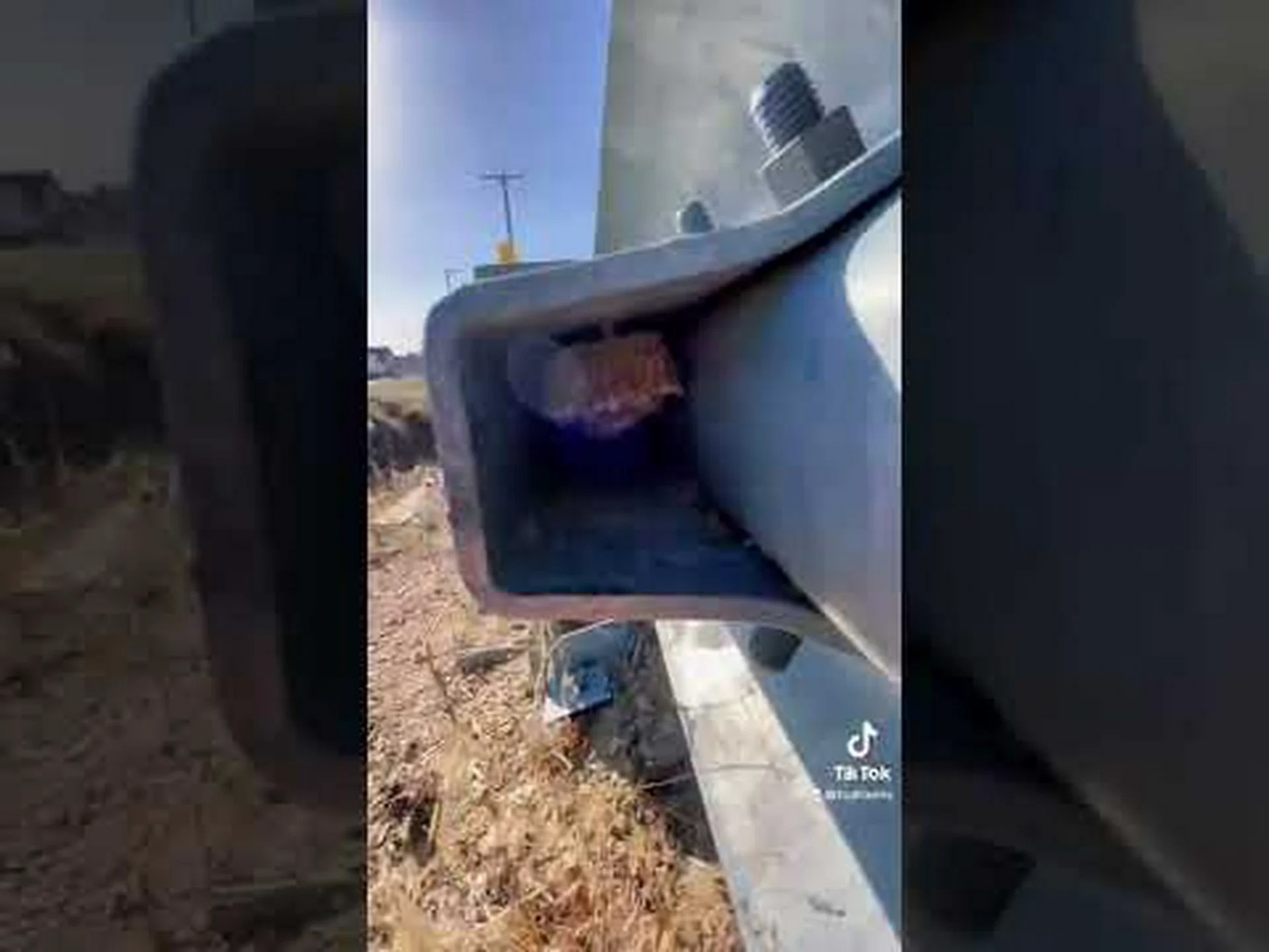 テキサス州のアシナガバチ:識別と生息地 テキサス州のアシナガバチ:識別と生息地