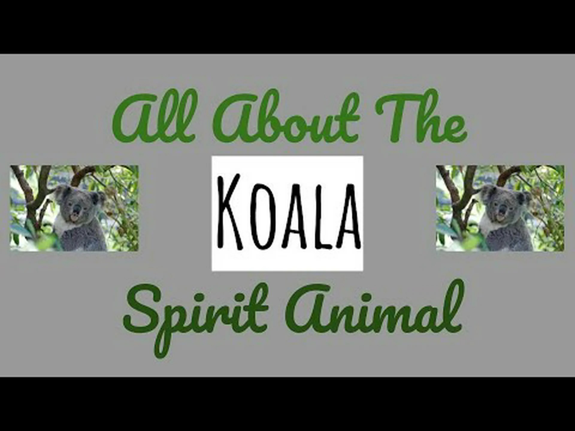 コアラの精霊動物の象徴と意味 コアラの精霊動物の象徴と意味