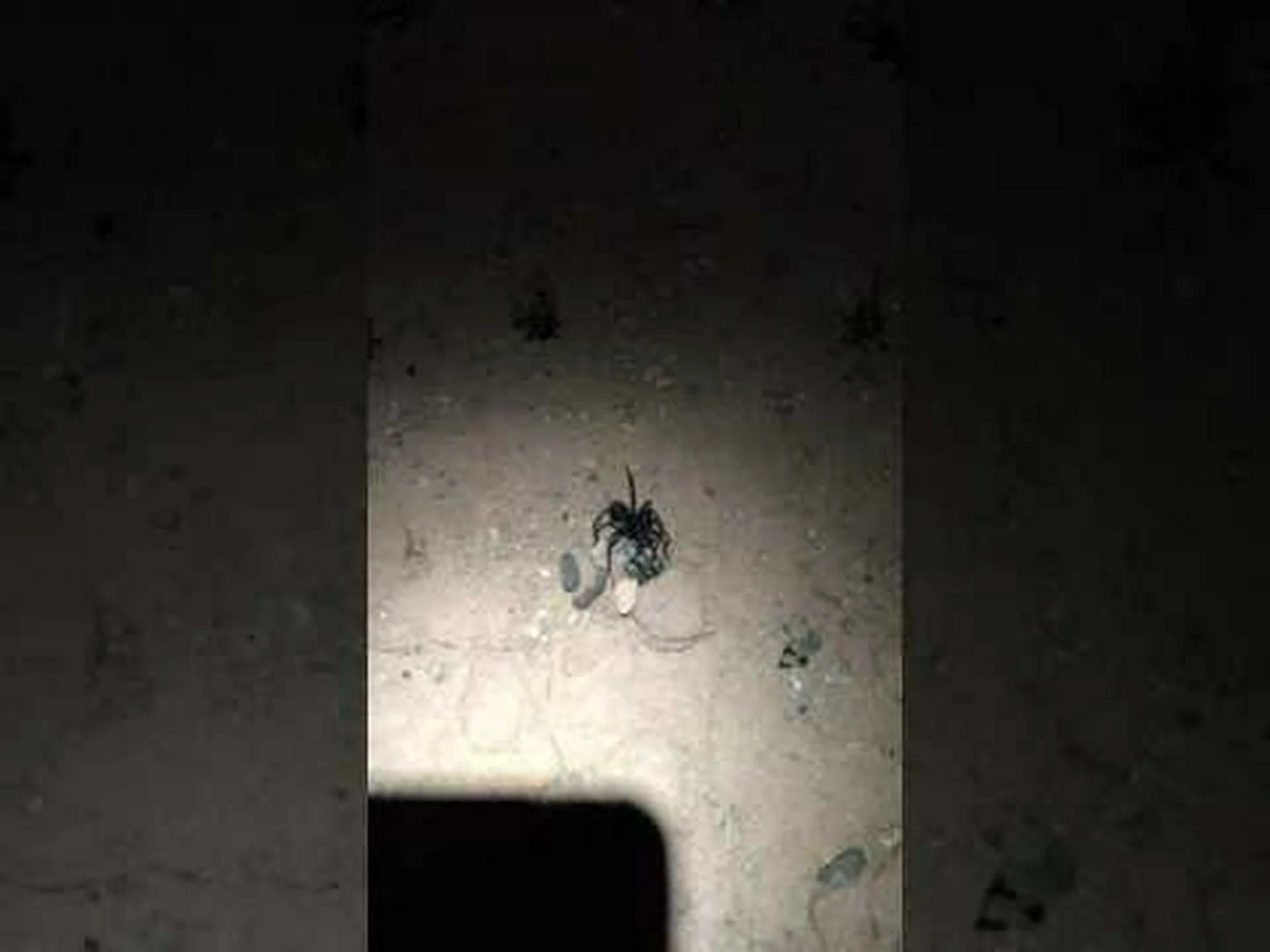 オオカミグモのサイズ: オオカミグモはどれくらい大きくなりますか? オオカミグモのサイズ: オオカミグモはどれくらい大きくなりますか?