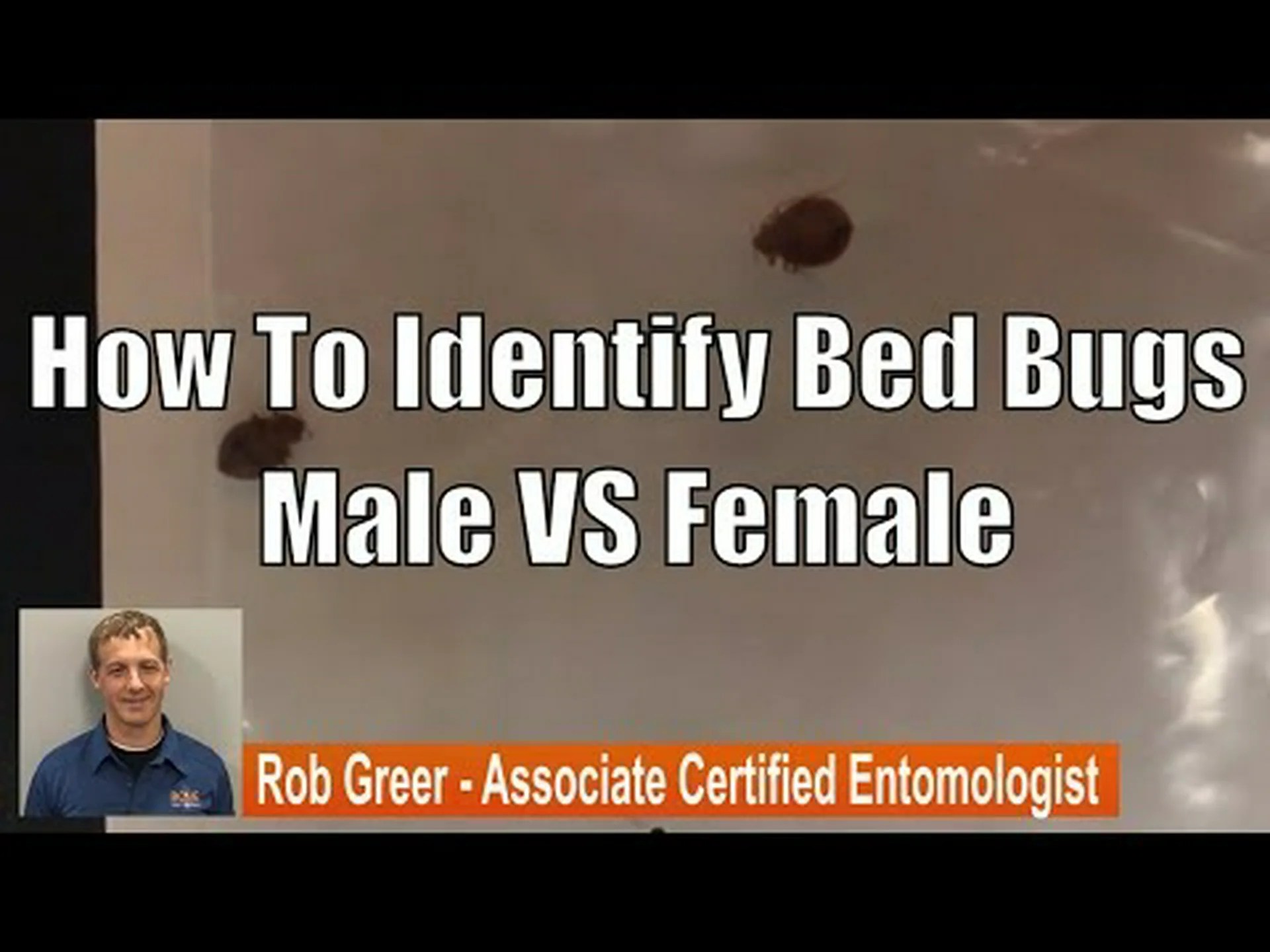 トコジラミのオスとメス: 違いは何ですか? トコジラミのオスとメス: 違いは何ですか?