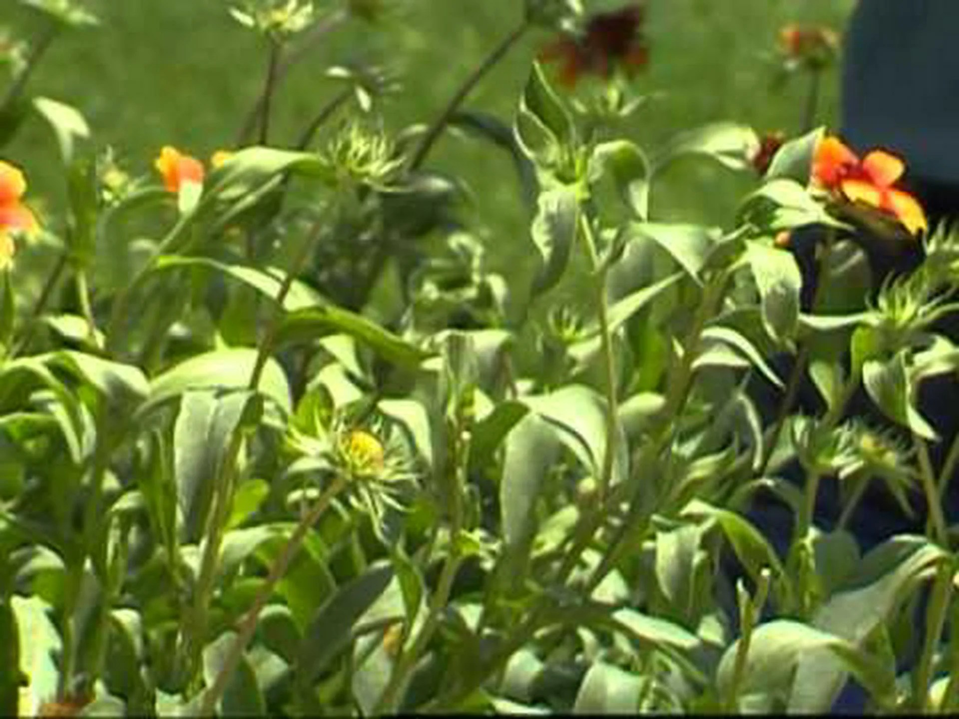 オクラホマ州の公式州花を発見 (開花時期と見どころ) オクラホマ州の公式州花を発見 (開花時期と見どころ)