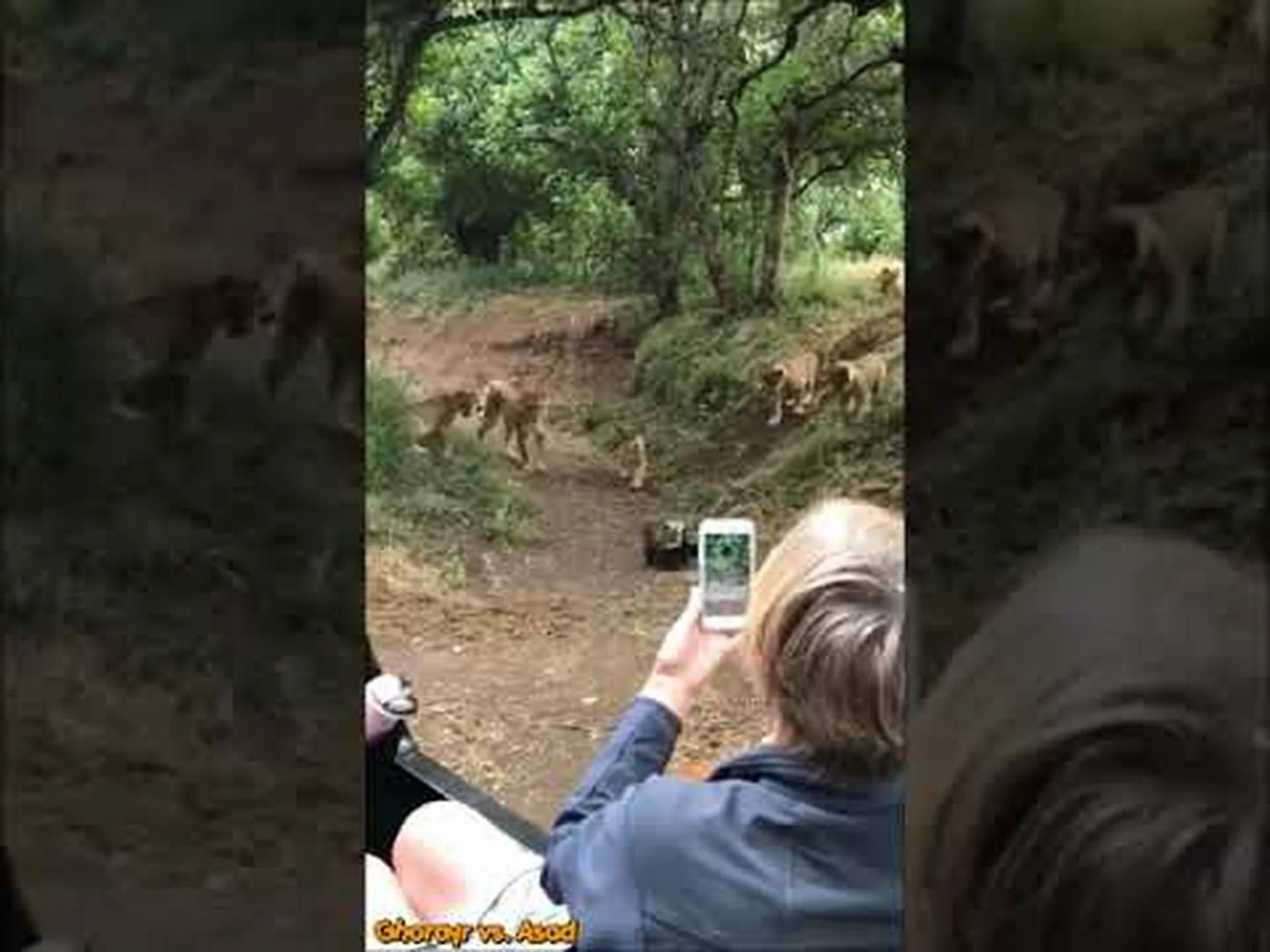 ラーテルはペットに適していますか? ラーテルはペットに適していますか?