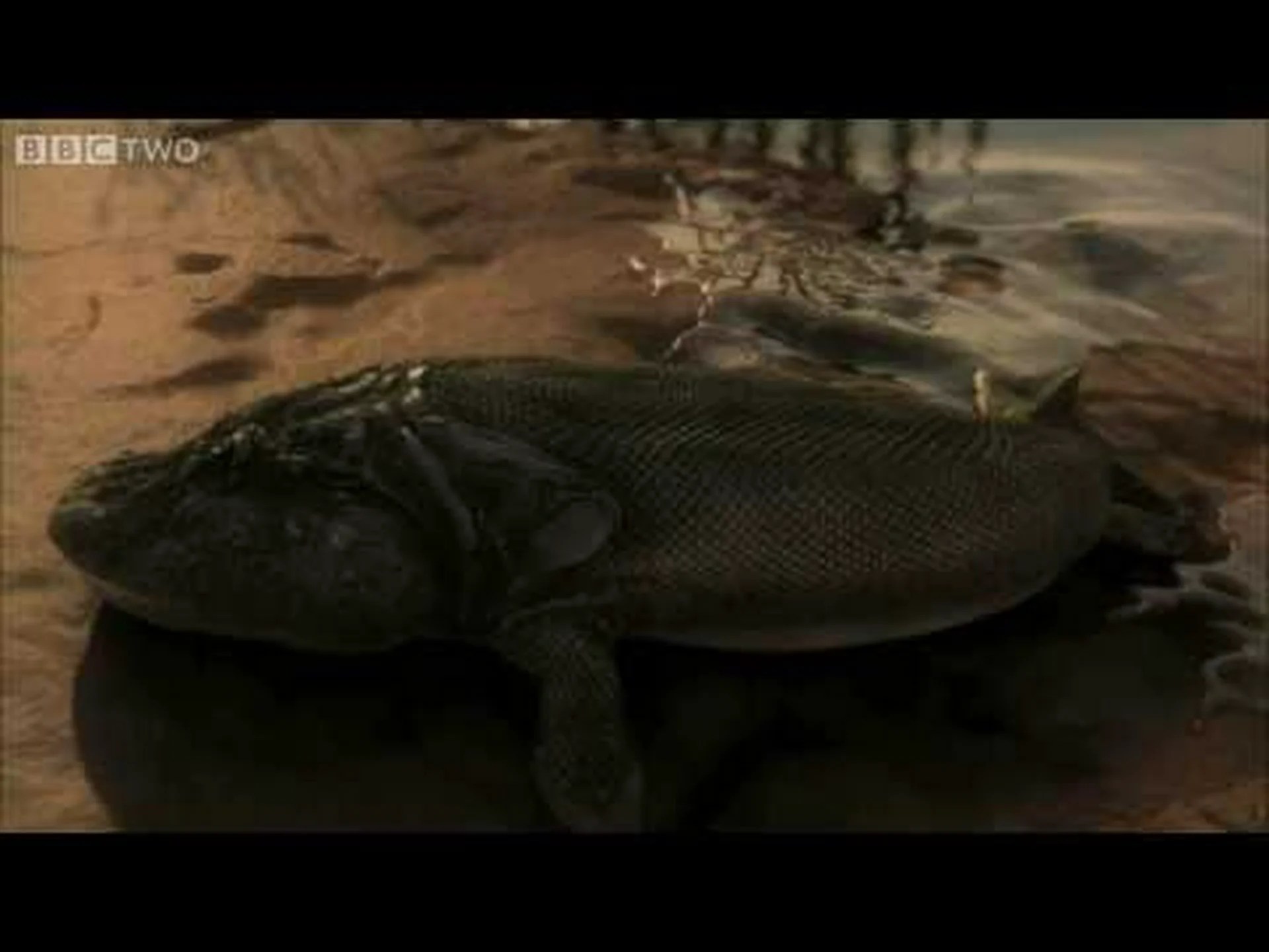 3 億 7,000 万年前に陸を歩いた 4 本足の魚に会いましょう 3 億 7,000 万年前に陸を歩いた 4 本足の魚に会いましょう