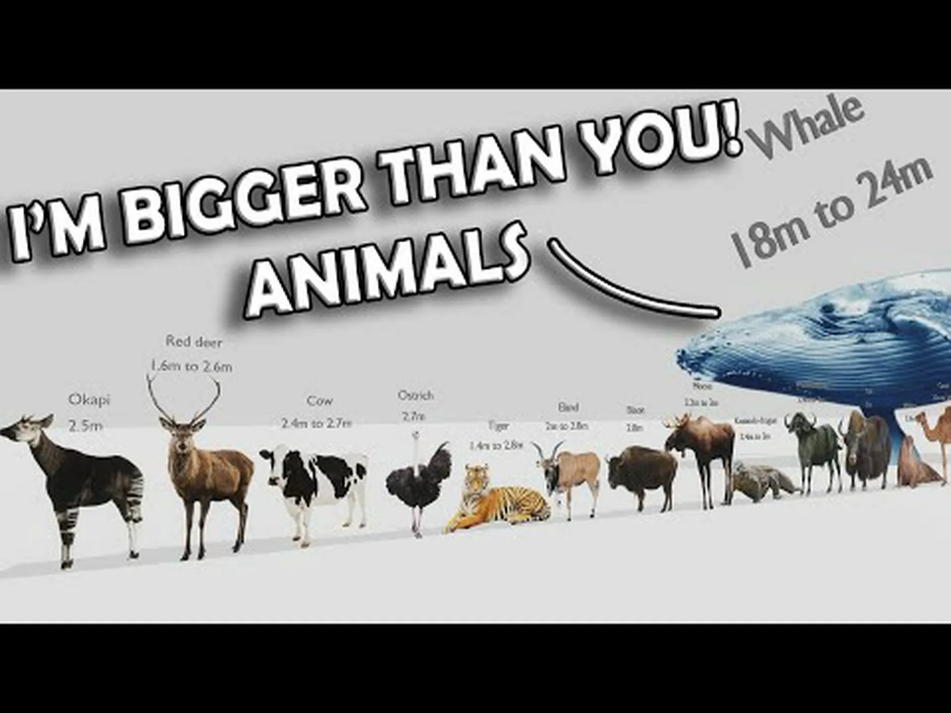 マスキーのサイズ比較: どれくらい大きくなるの? マスキーのサイズ比較: どれくらい大きくなるの?