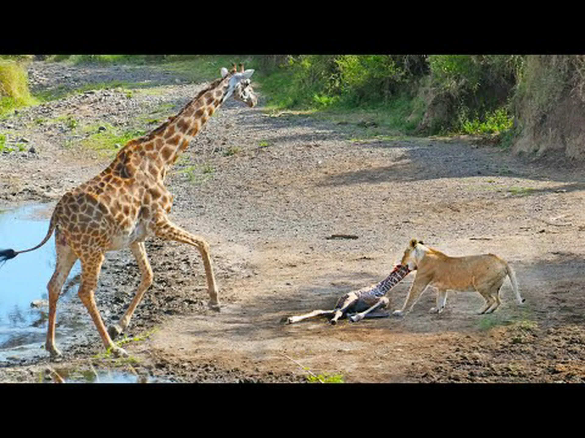 お腹を空かせたライオンがキリンの赤ちゃんに目をつけたが、ママと戦うのは無駄だと判断する様子をご覧ください。 お腹を空かせたライオンがキリンの赤ちゃんに目をつけたが、ママと戦うのは無駄だと判断する様子をご覧ください。