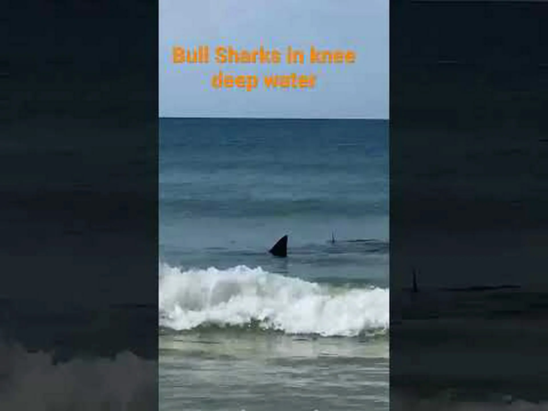 アラバマ州の海岸でサメ7匹発見 アラバマ州の海岸でサメ7匹発見