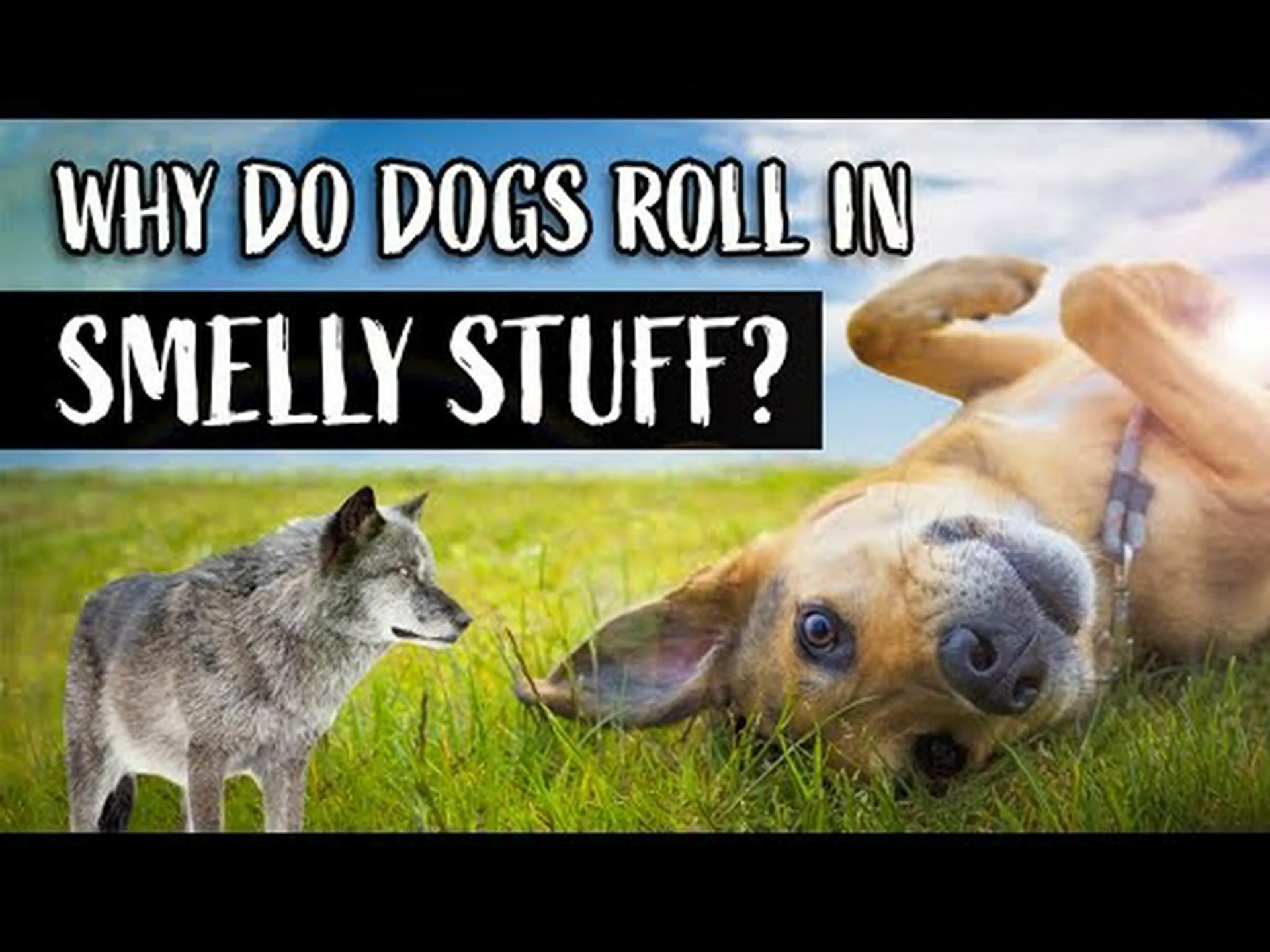 犬がうんち(その他の臭いもの)を転がる理由はこれです 犬がうんち(その他の臭いもの)を転がる理由はこれです
