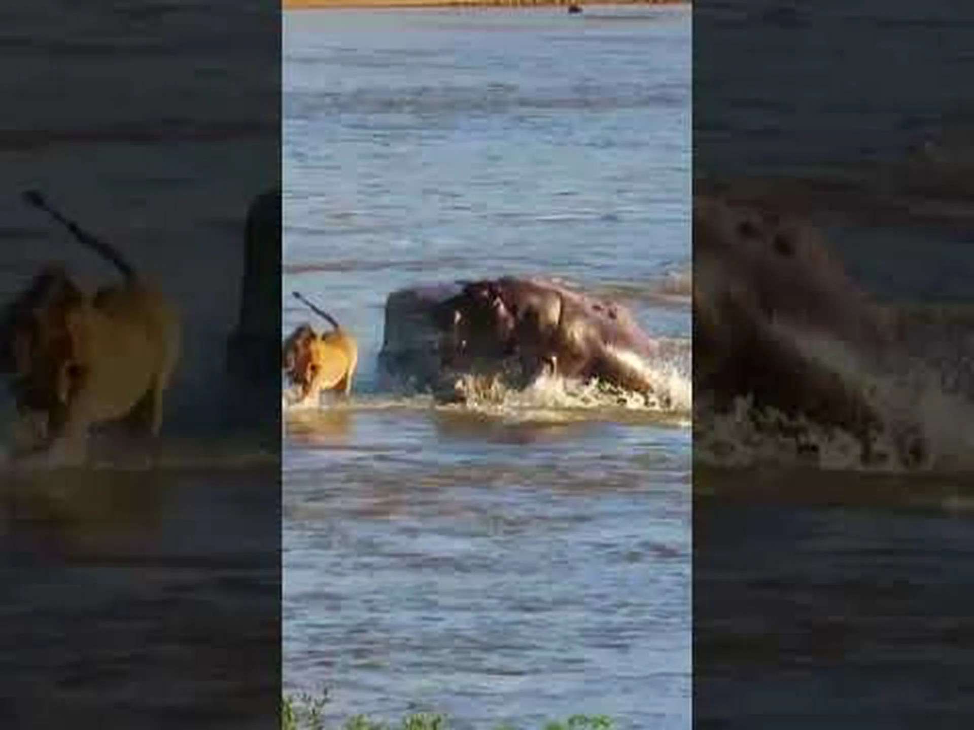 巨大なカバが岩に足止めされたライオンを襲い、川に飛び込む 巨大なカバが岩に足止めされたライオンを襲い、川に飛び込む