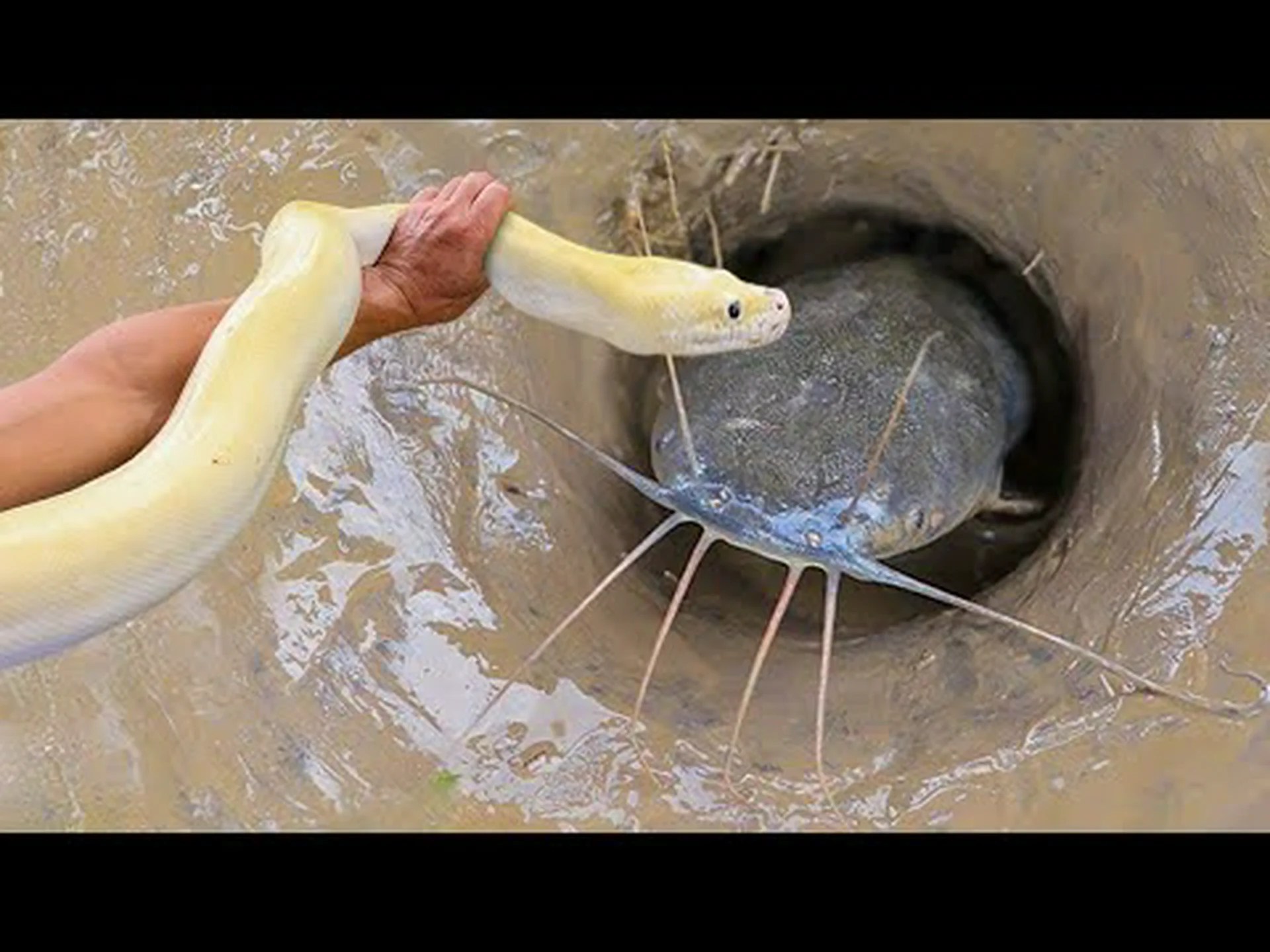 漁師はヘビを使って魚を捕まえて大量の獲物を手に入れる 漁師はヘビを使って魚を捕まえて大量の獲物を手に入れる