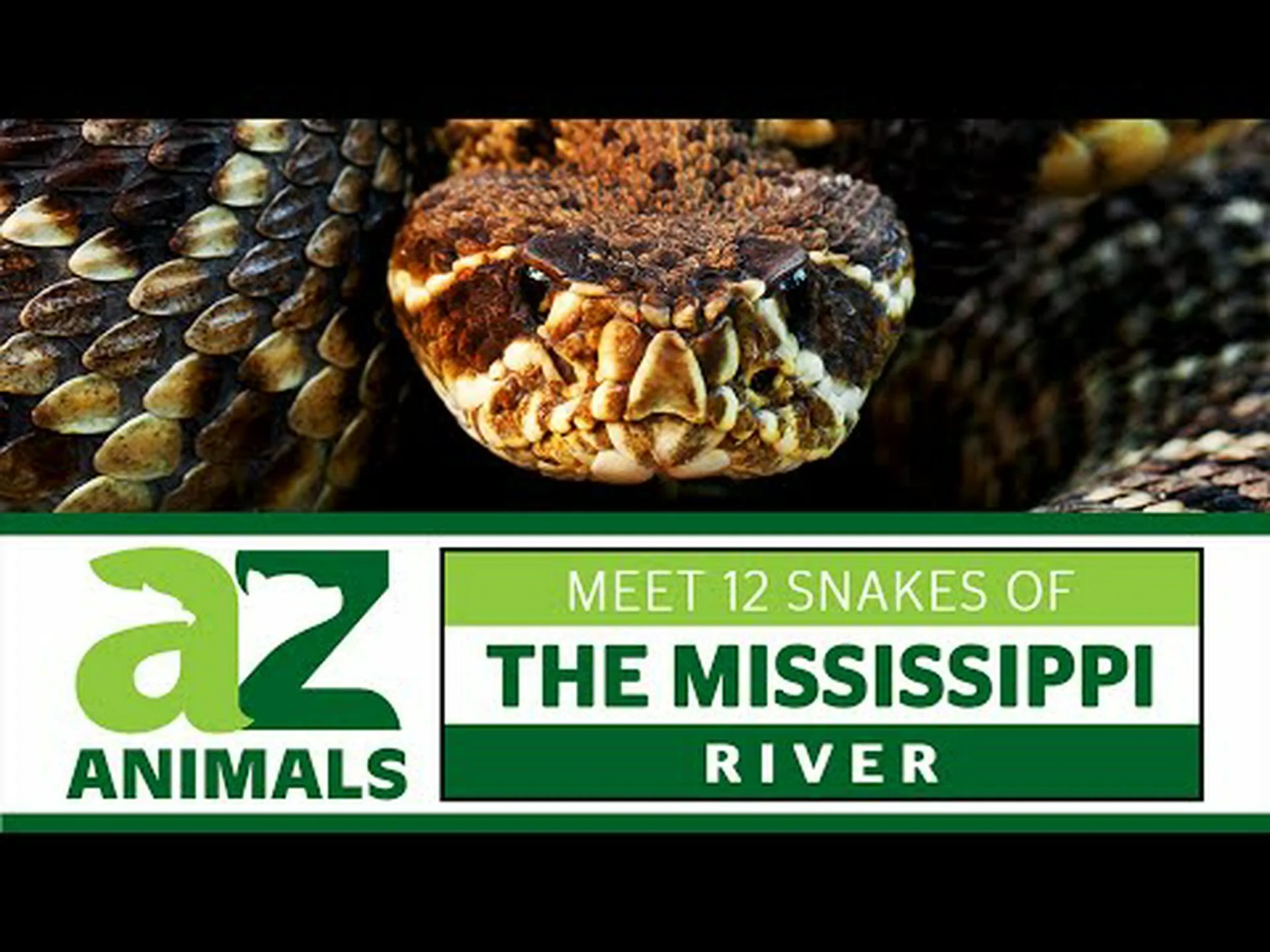 ミシシッピ川の 12 匹のヘビに会いましょう ミシシッピ川の 12 匹のヘビに会いましょう