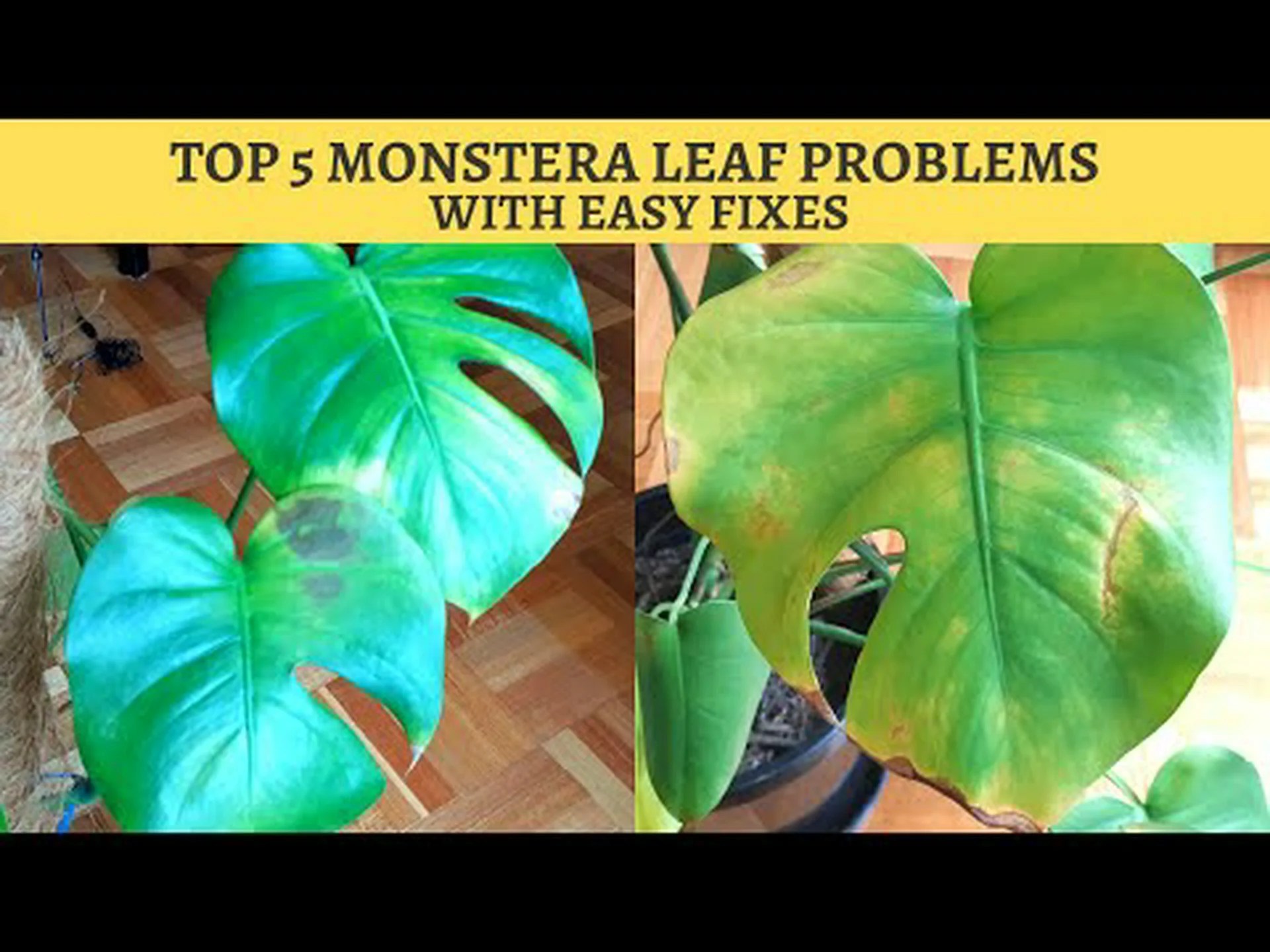 モンステラの葉の茶色の斑点を直す方法とその他の6つのヒント モンステラの葉の茶色の斑点を直す方法とその他の6つのヒント