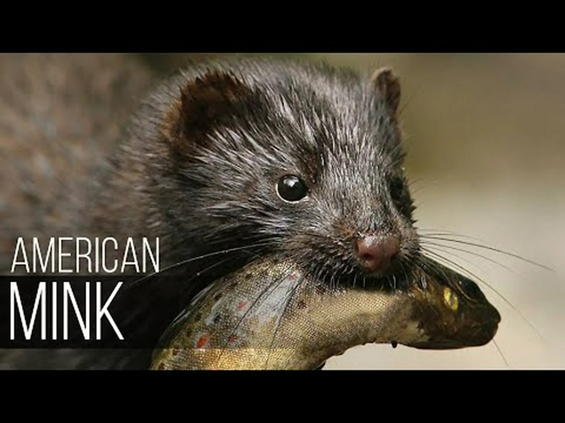 ミンクとマスクラット: 違いは何ですか? ミンクとマスクラット: 違いは何ですか?