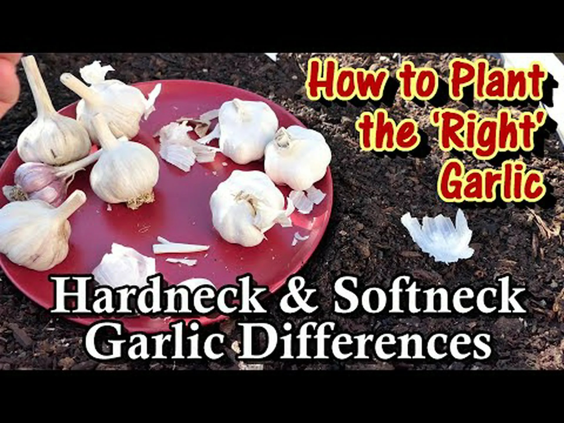 ハードネックとソフトネックのニンニク: 違いは何ですか? ハードネックとソフトネックのニンニク: 違いは何ですか?