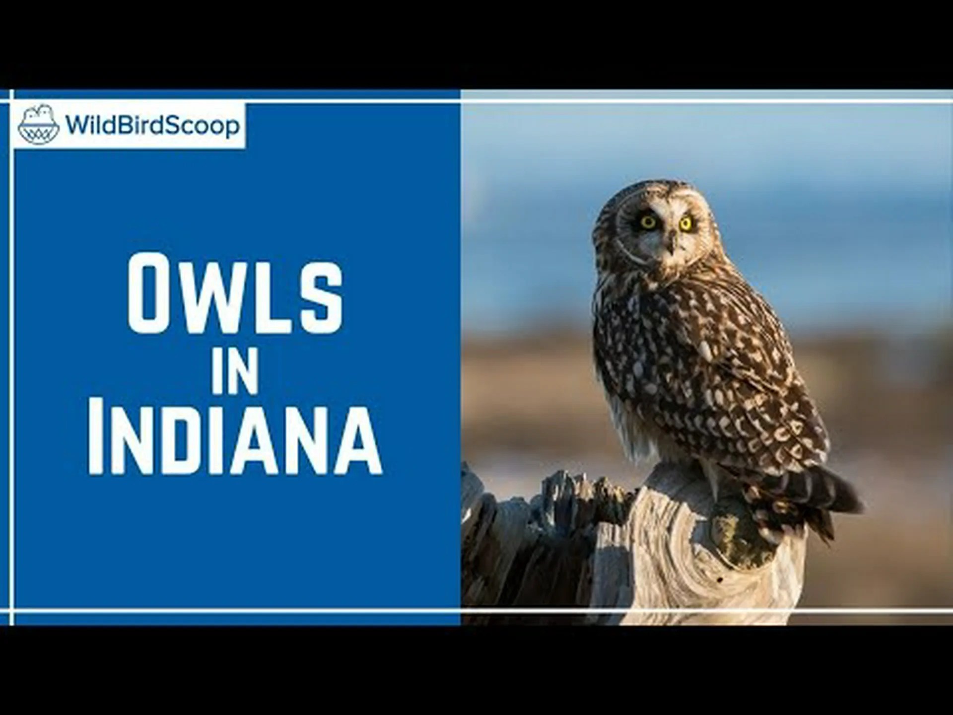 インディアナ州で 8 種類のフクロウを発見 インディアナ州で 8 種類のフクロウを発見