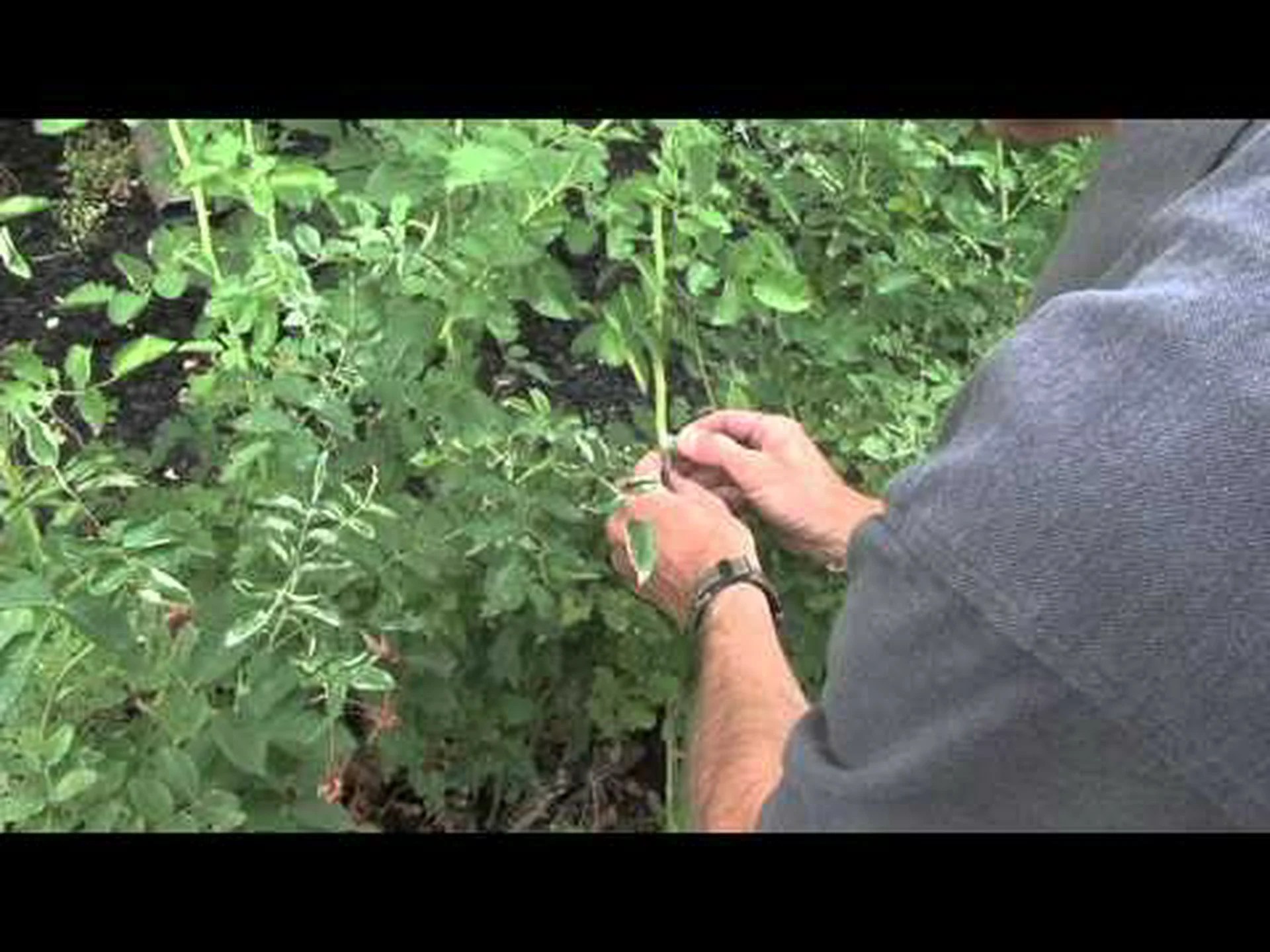 ユタ州で最も見事なバラを見つける場所 ユタ州で最も見事なバラを見つける場所