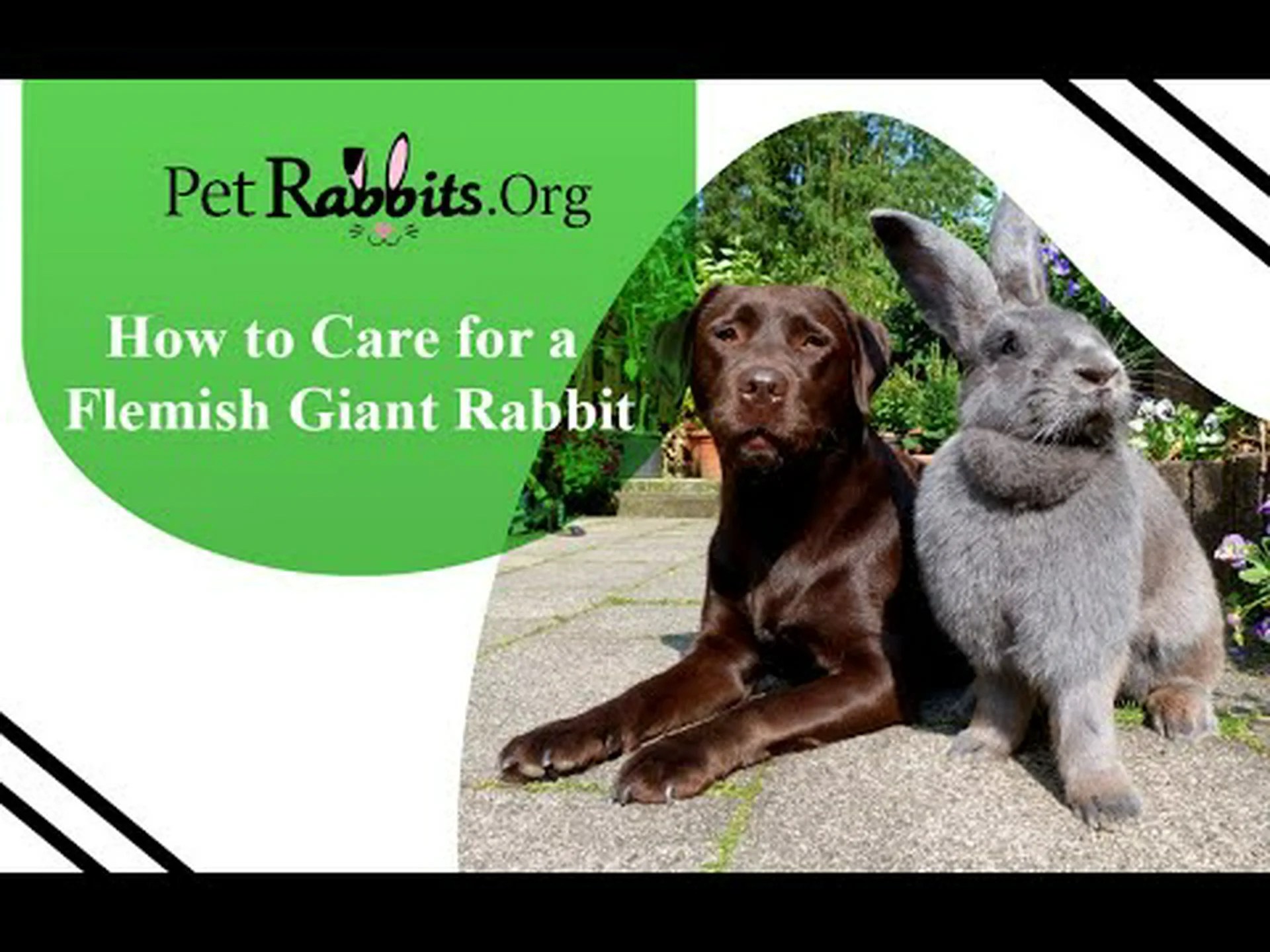 2024 年のフレミッシュ ジャイアント ウサギの価格: 購入費用、消耗品、餌など! 2024 年のフレミッシュ ジャイアント ウサギの価格: 購入費用、消耗品、餌など!