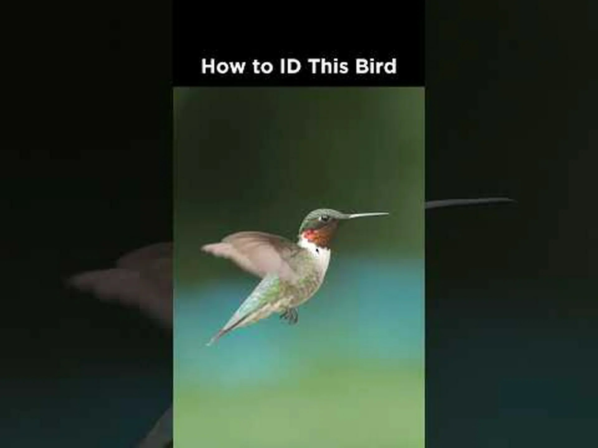 オスとメスのハチドリ: 違いは何ですか? オスとメスのハチドリ: 違いは何ですか?