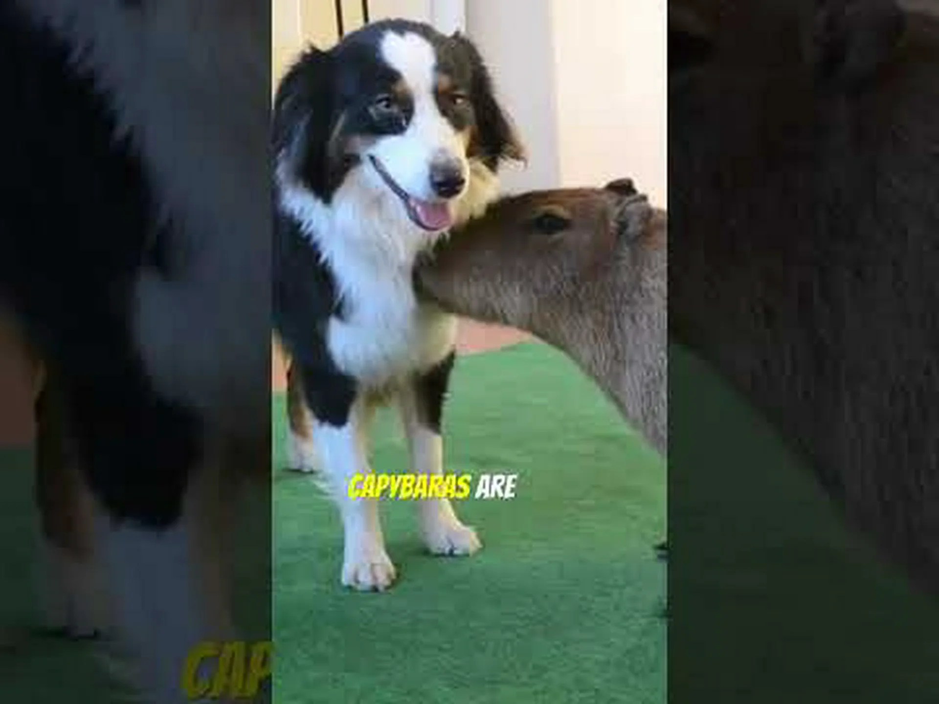 カピバラと他の動物: 本当にみんなと仲良くできるの? カピバラと他の動物: 本当にみんなと仲良くできるの?