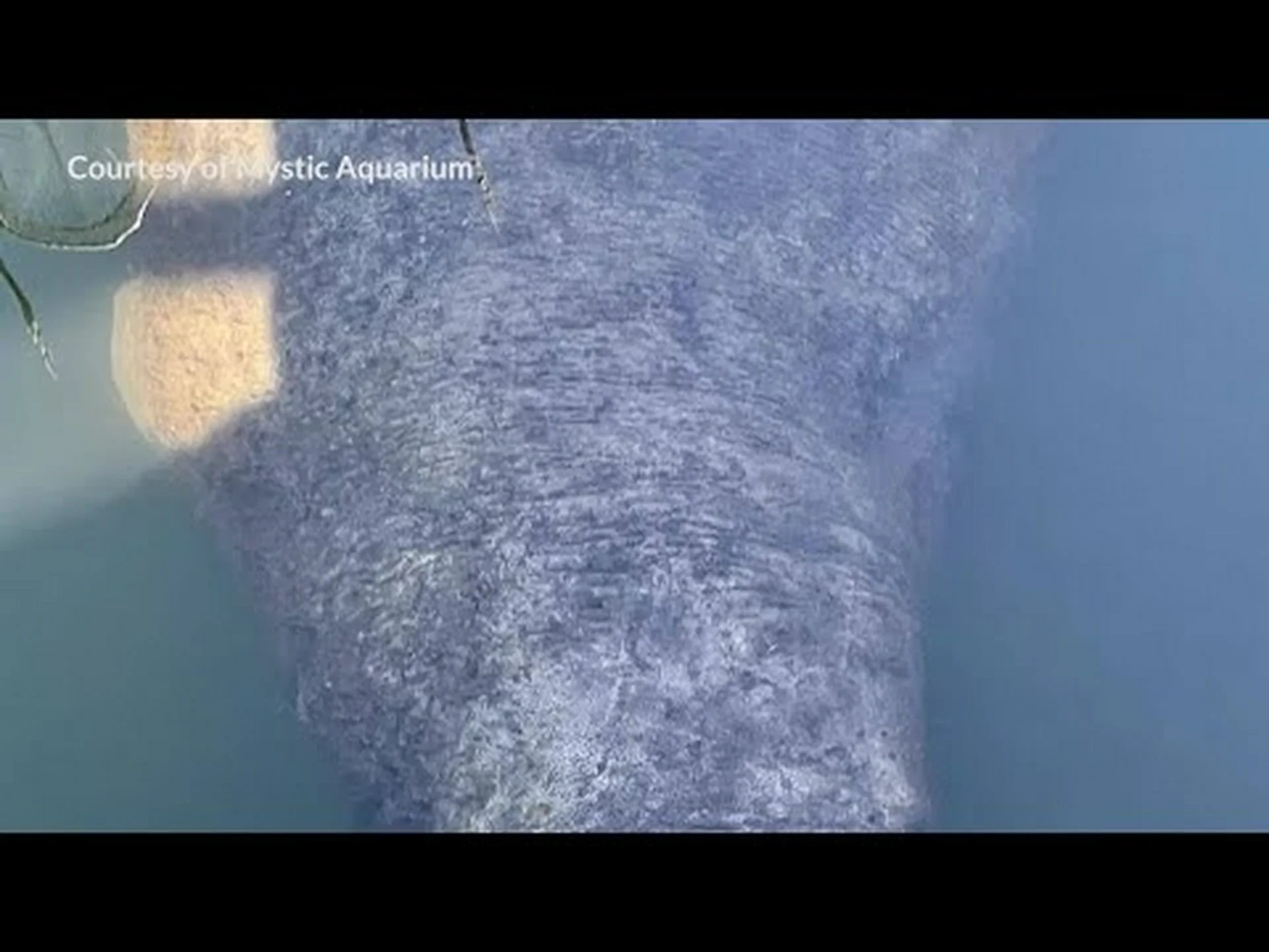 ロードアイランド州で発見された謎のマナティ、死体で発見される ロードアイランド州で発見された謎のマナティ、死体で発見される