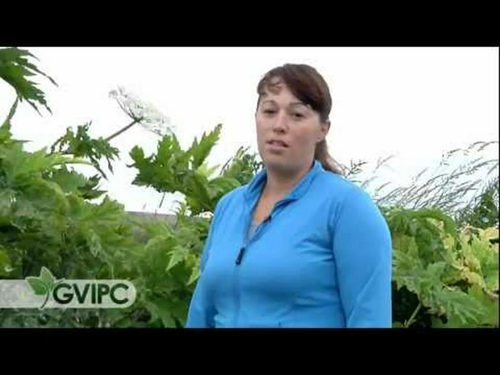 カウパースニップとジャイアントブタクサ: 5 つの主な違い カウパースニップとジャイアントブタクサ: 5 つの主な違い